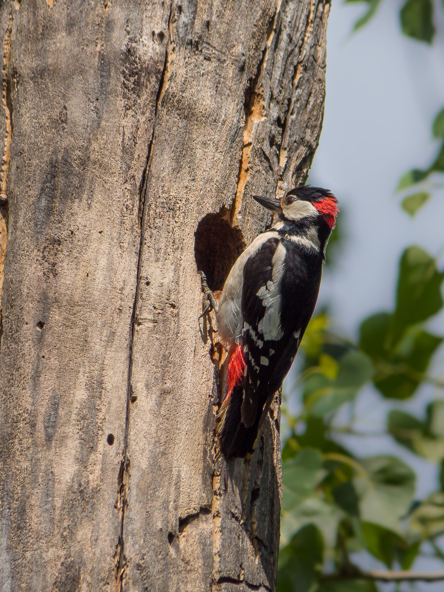 Woodpecker