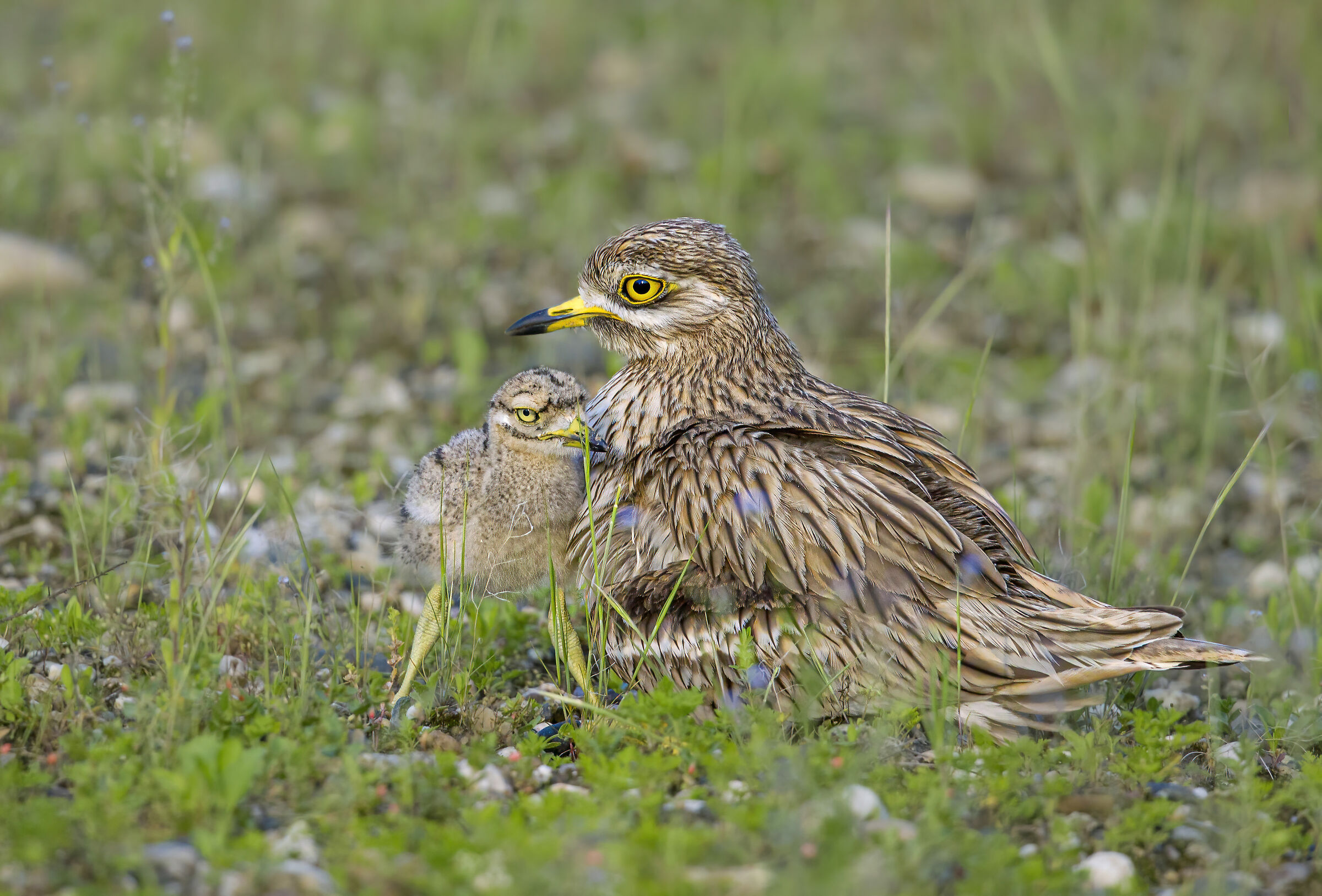 occhione e il suo piccolo