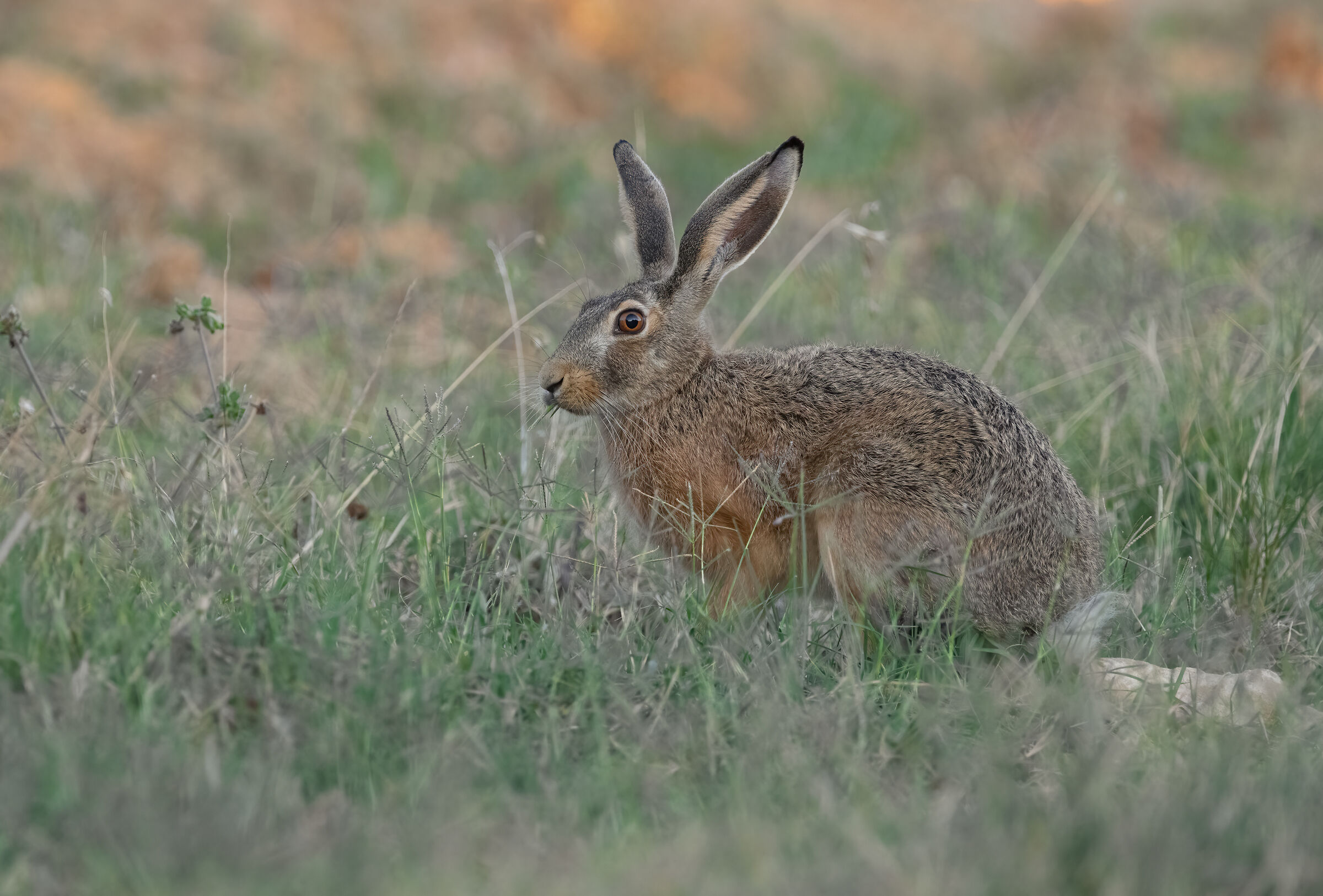 European hare
