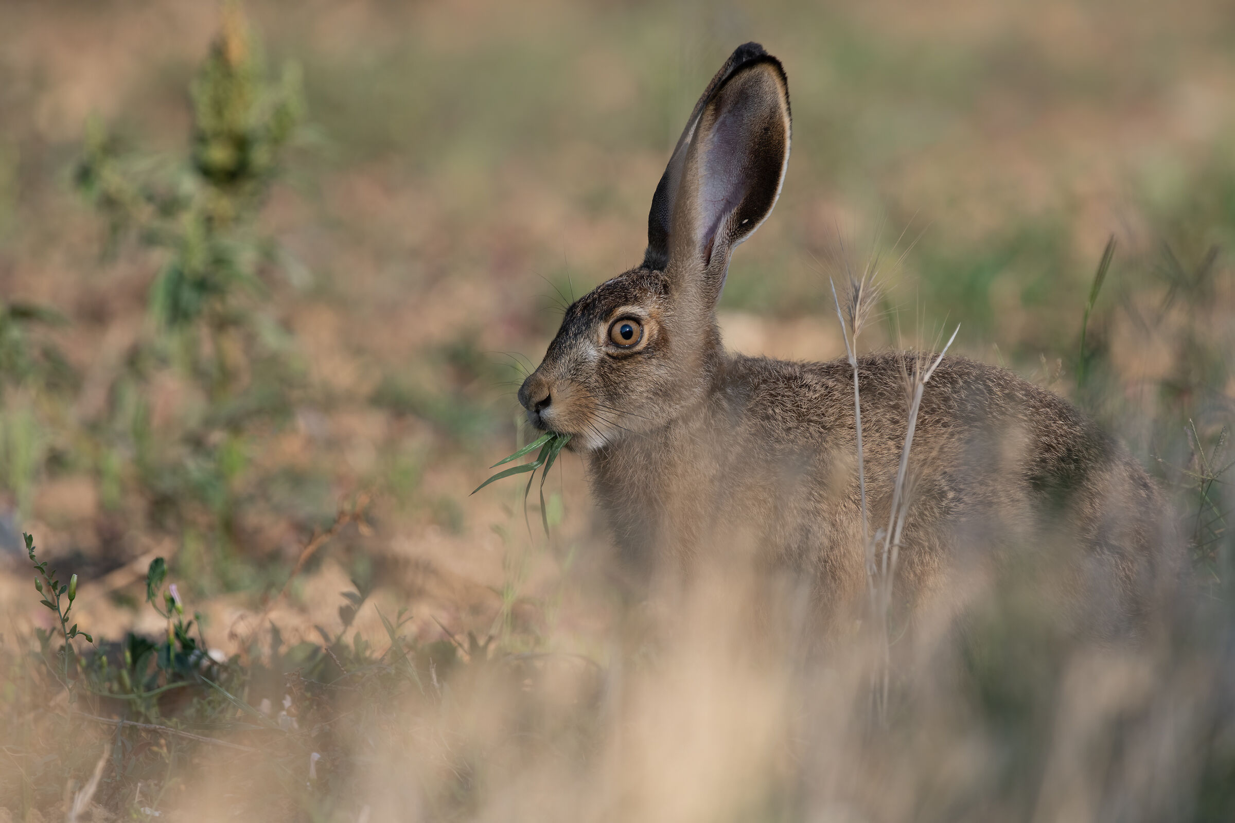European hare