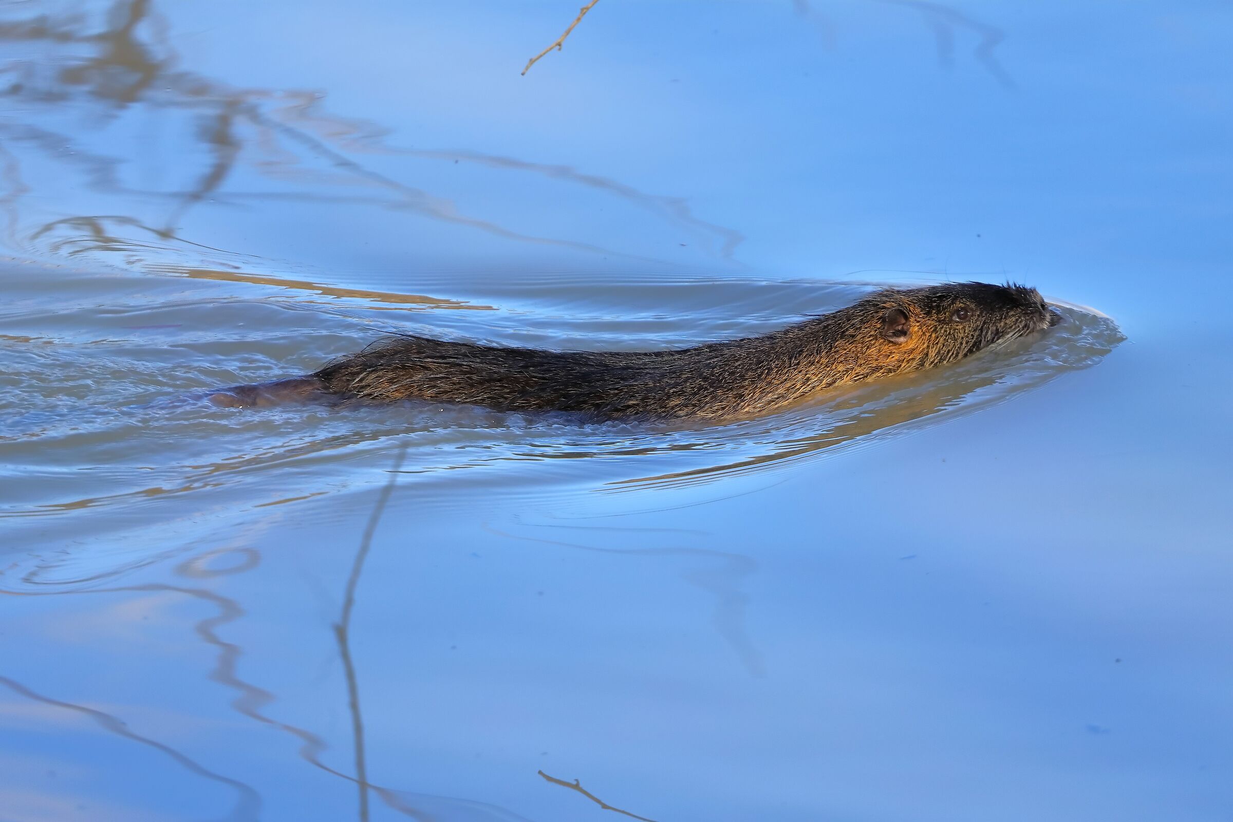 Nutria 11 March 2024 - 0138