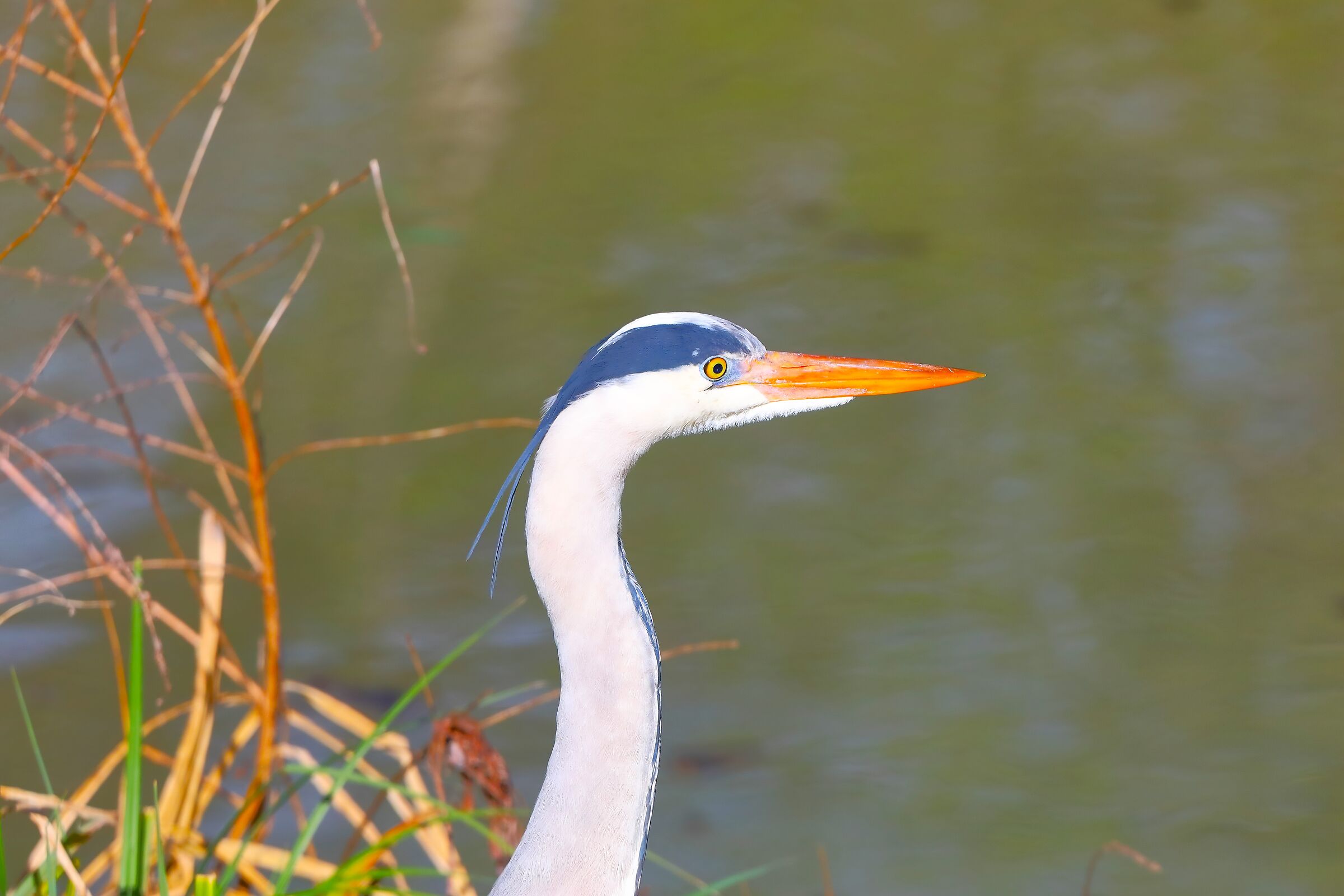 Cenerino 11 March 2024 - 0151