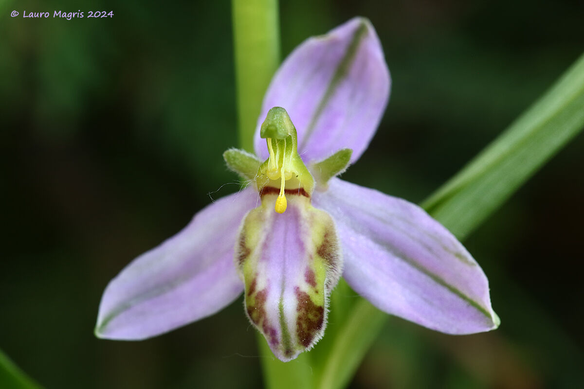 Ophrys apifera var. tilaventina