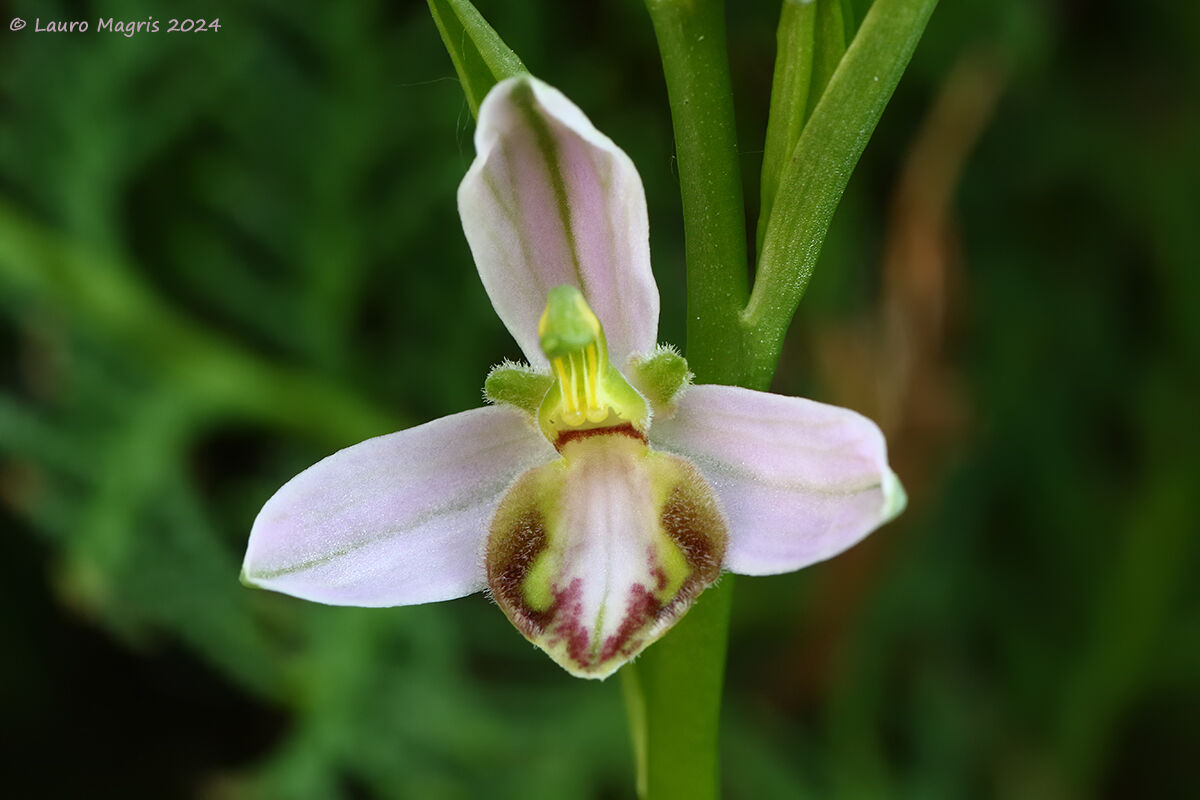 Ophrys apifera var.tilaventina