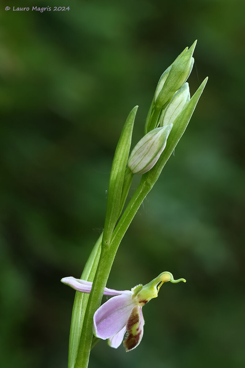 Ophrys apifera var.tilaventina  - Fior di vespa
