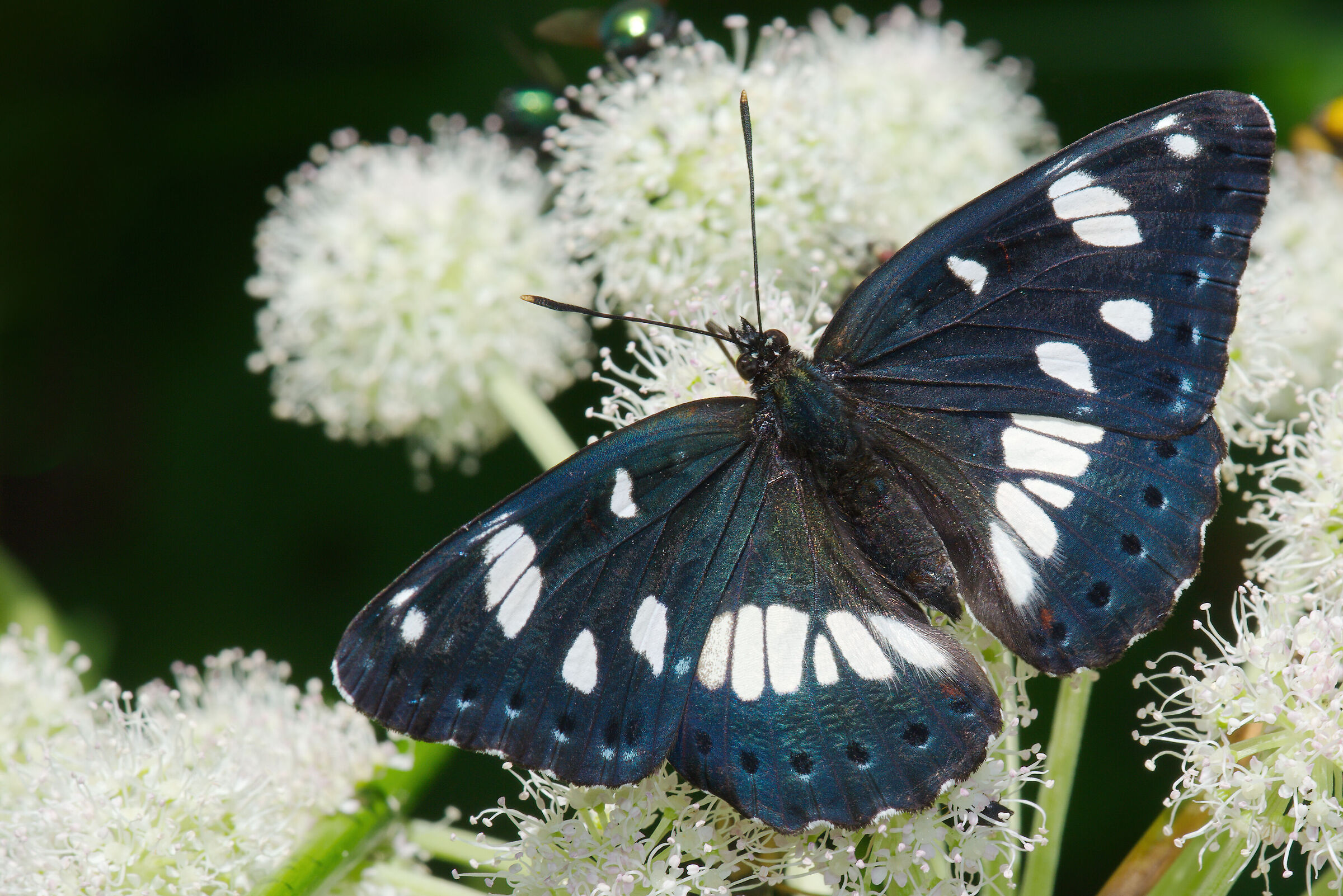 Silvano azzurro (Limenitis reducta)