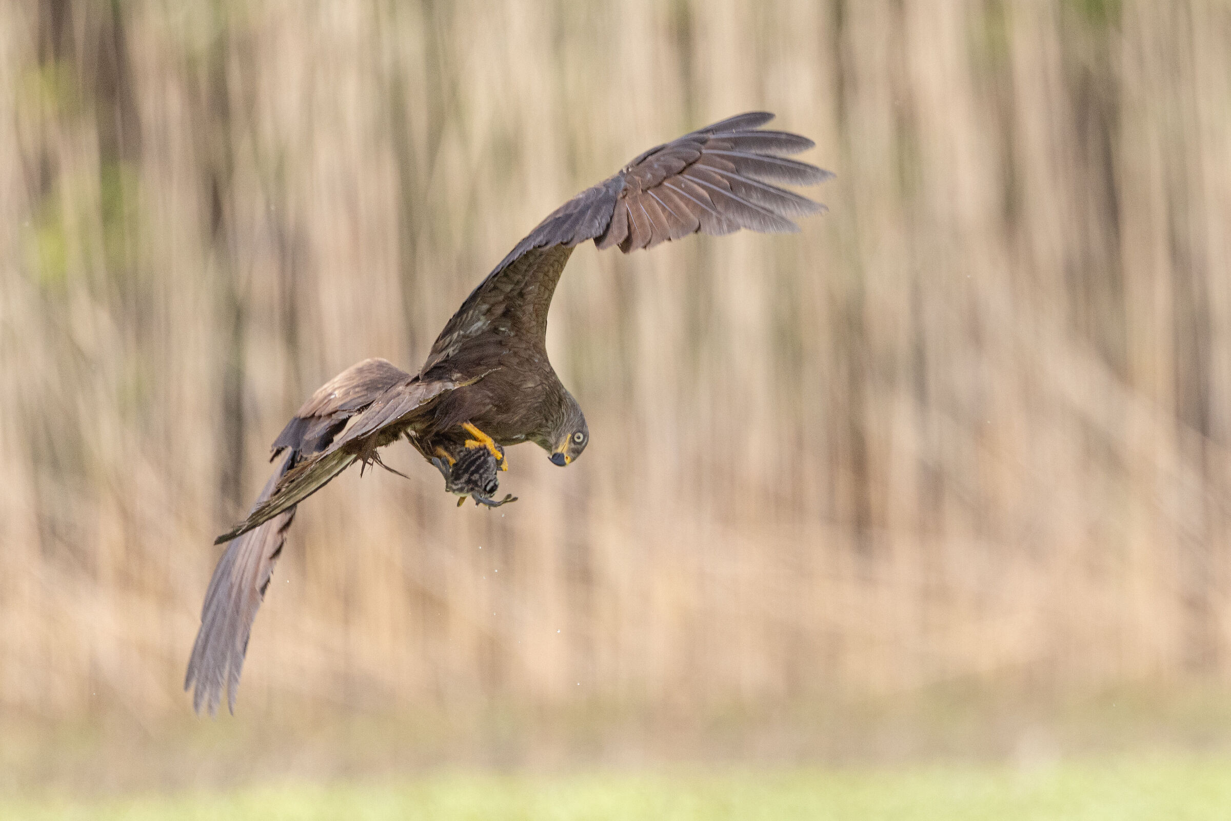 Black Kite preying on grebe pullet