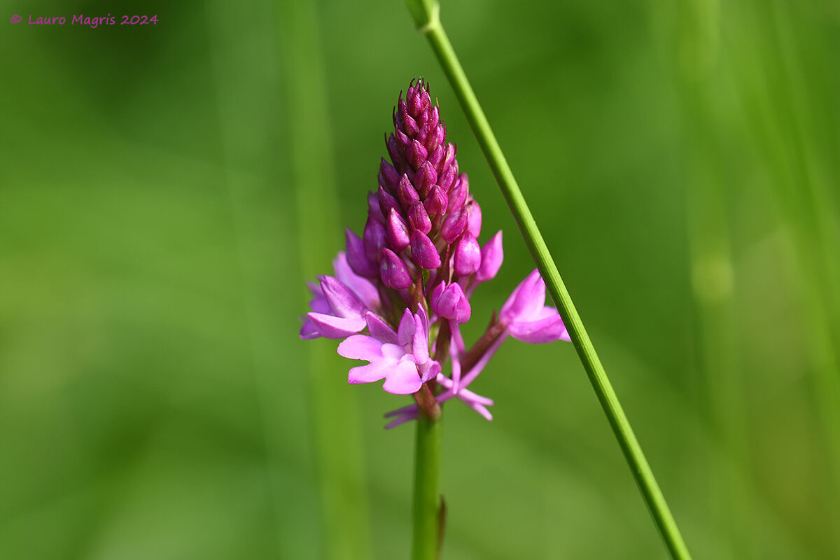 Lancio del giavellotto