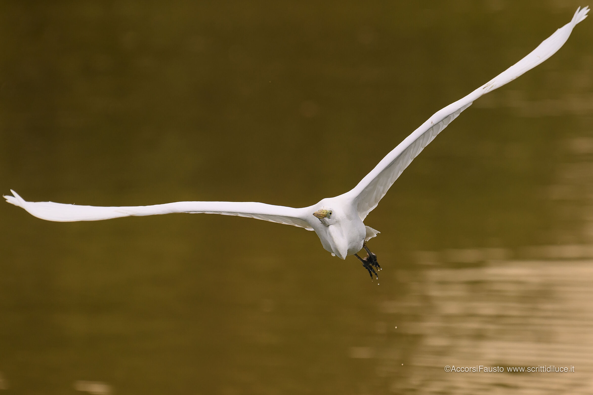 Airone Bianco