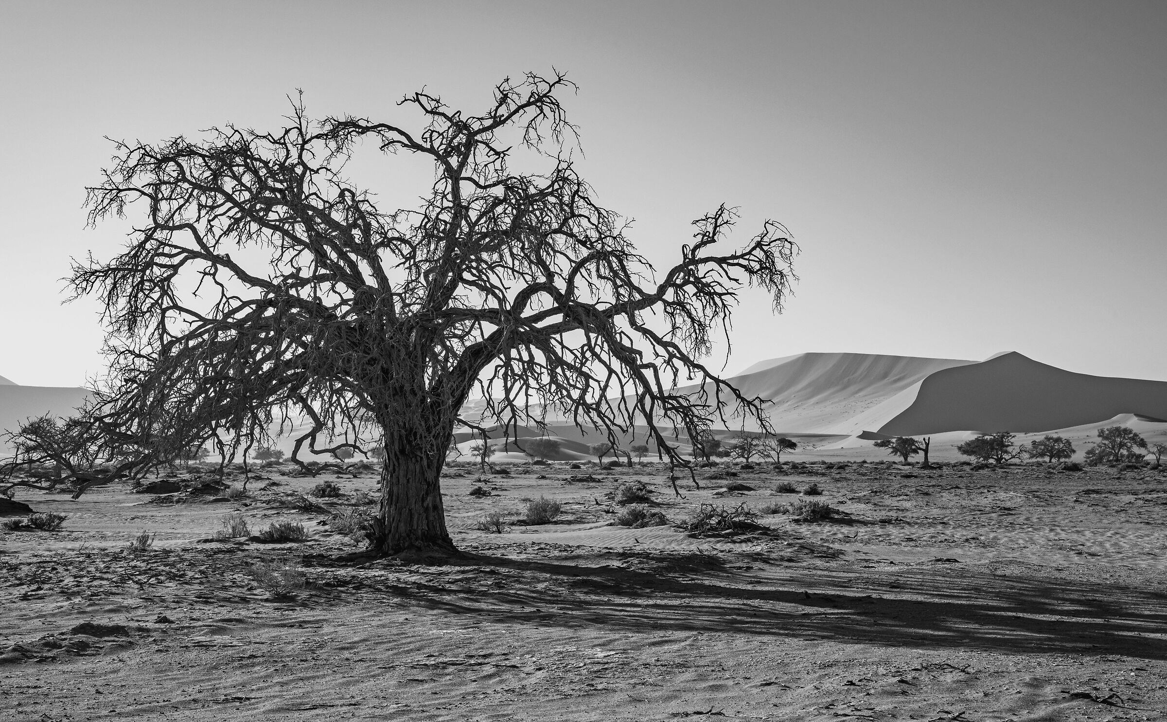 L'albero nel Sossusvlei