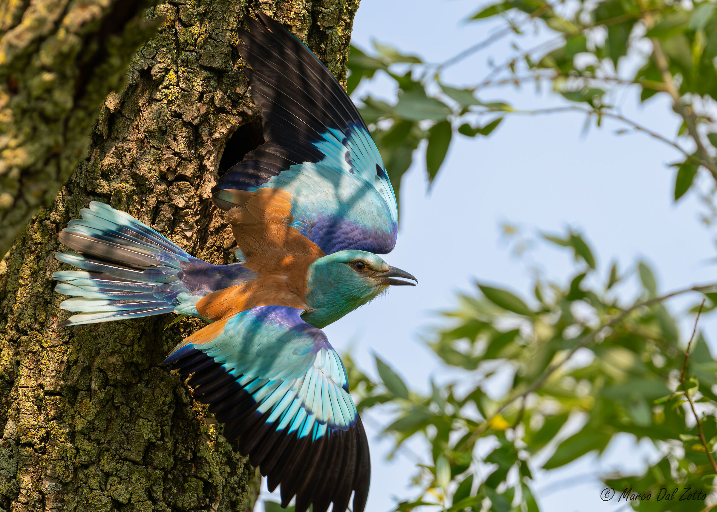 La Ghiandaia Marina visita il nido
