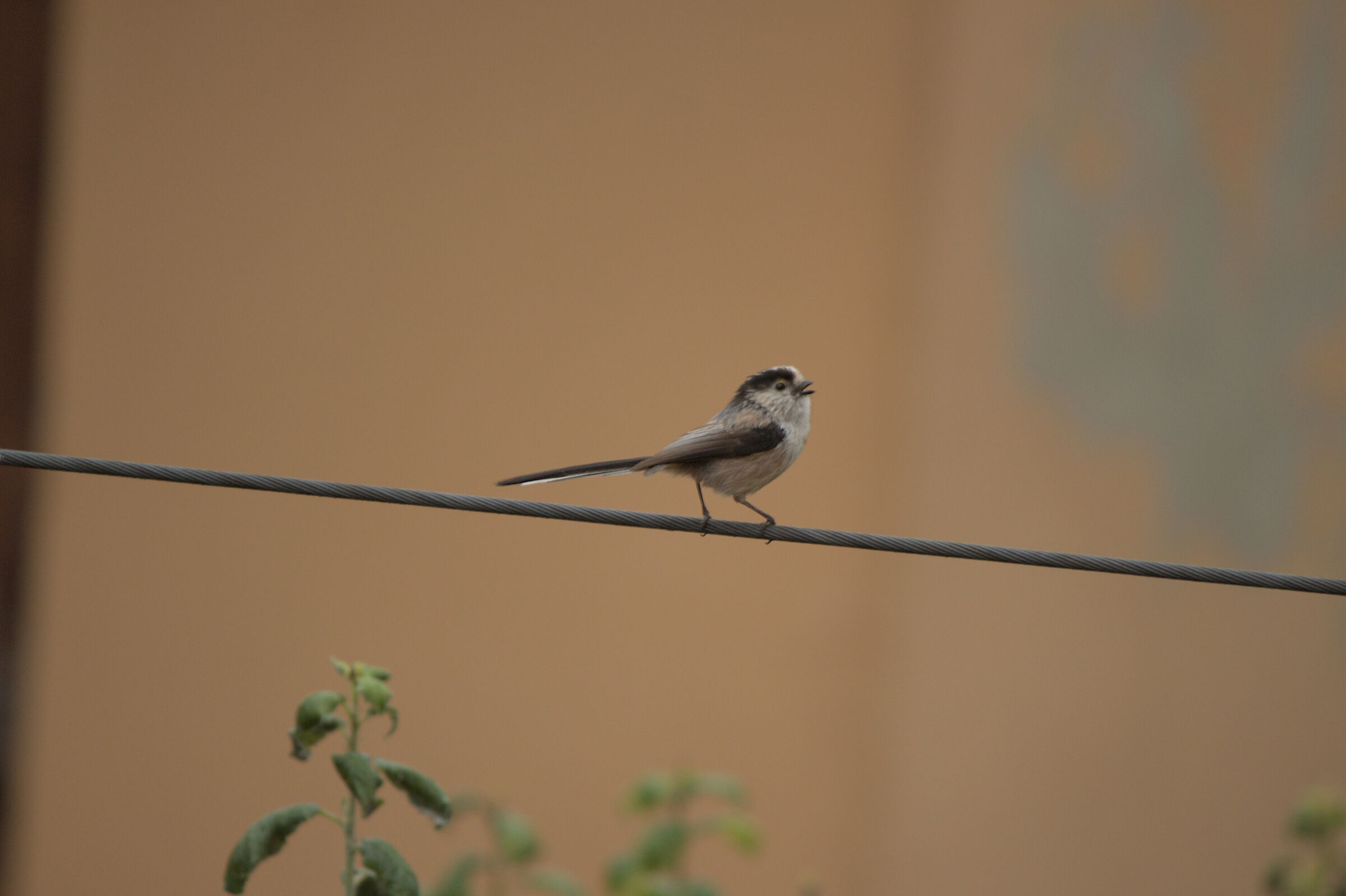 Aegithalos caudatus
