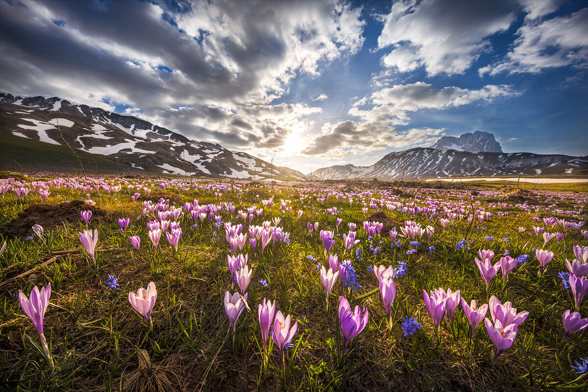 I crochi dopo la neve.