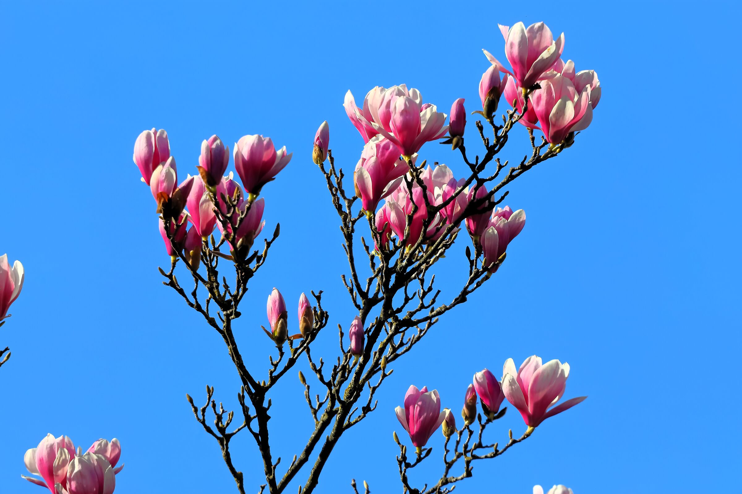 Magnolia 11 March 2024 - 0173