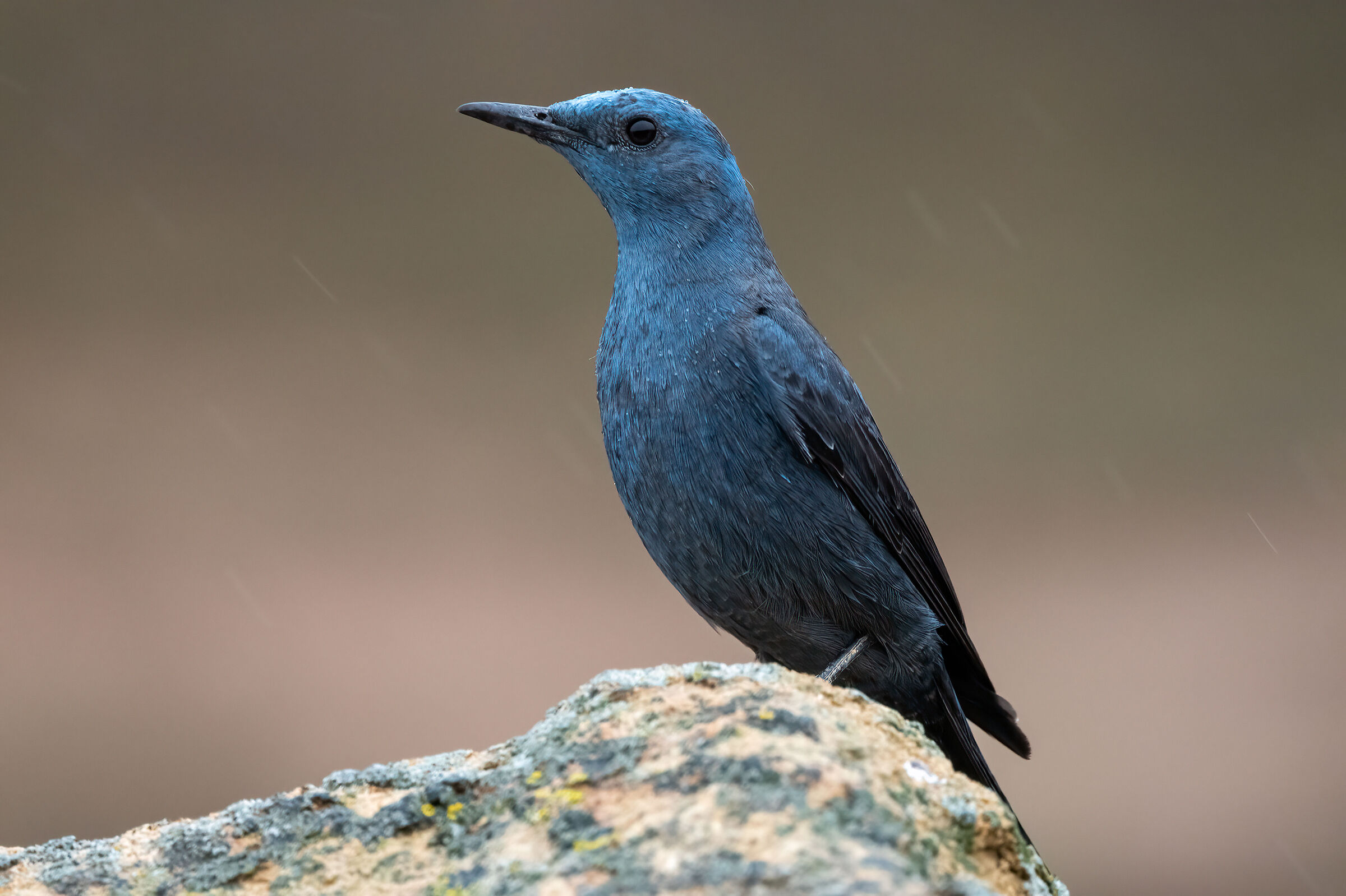 Passero solitario (Monticola solitarius)