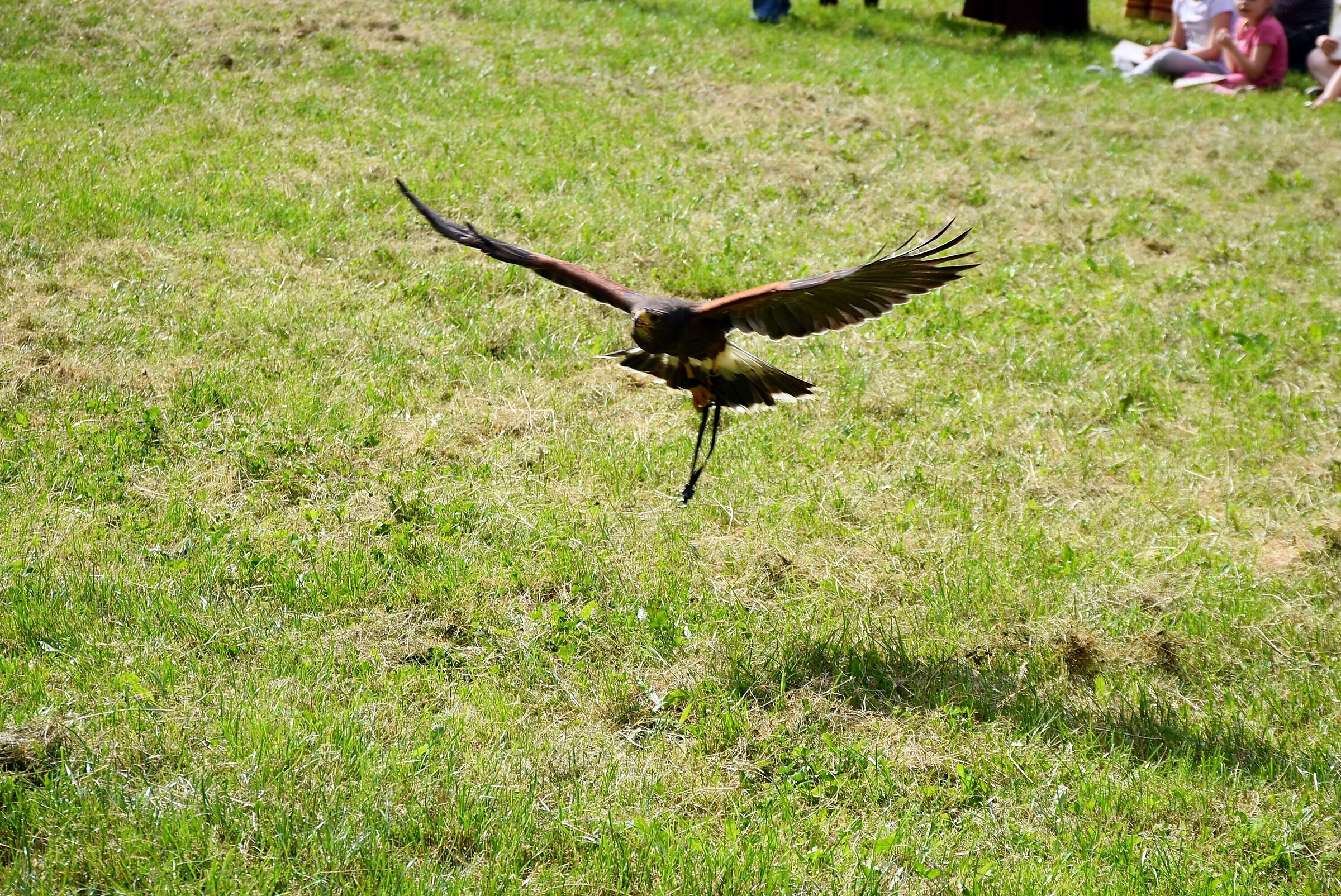 Esibizione di una poiana