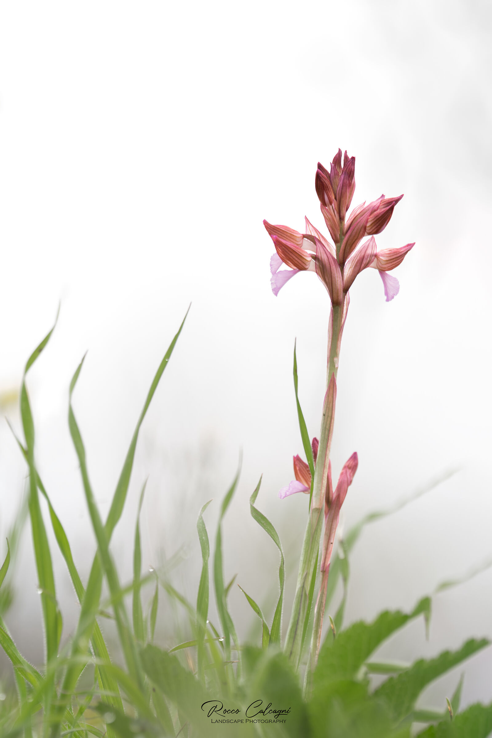 Anacamptis papilionacea