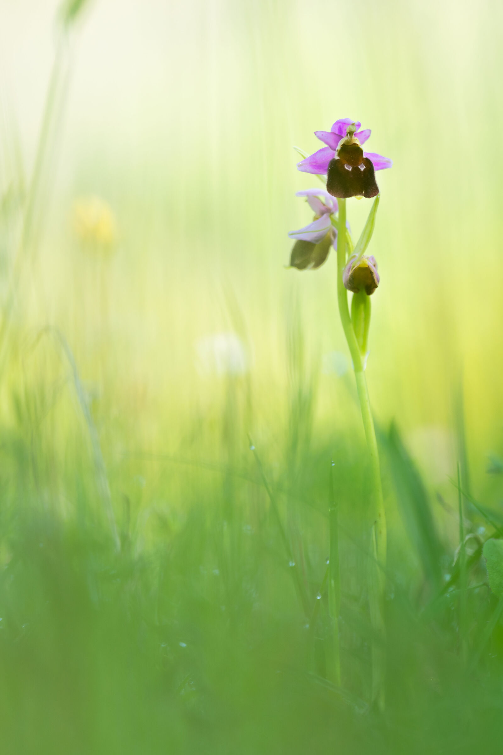 Ophrys crabronifera