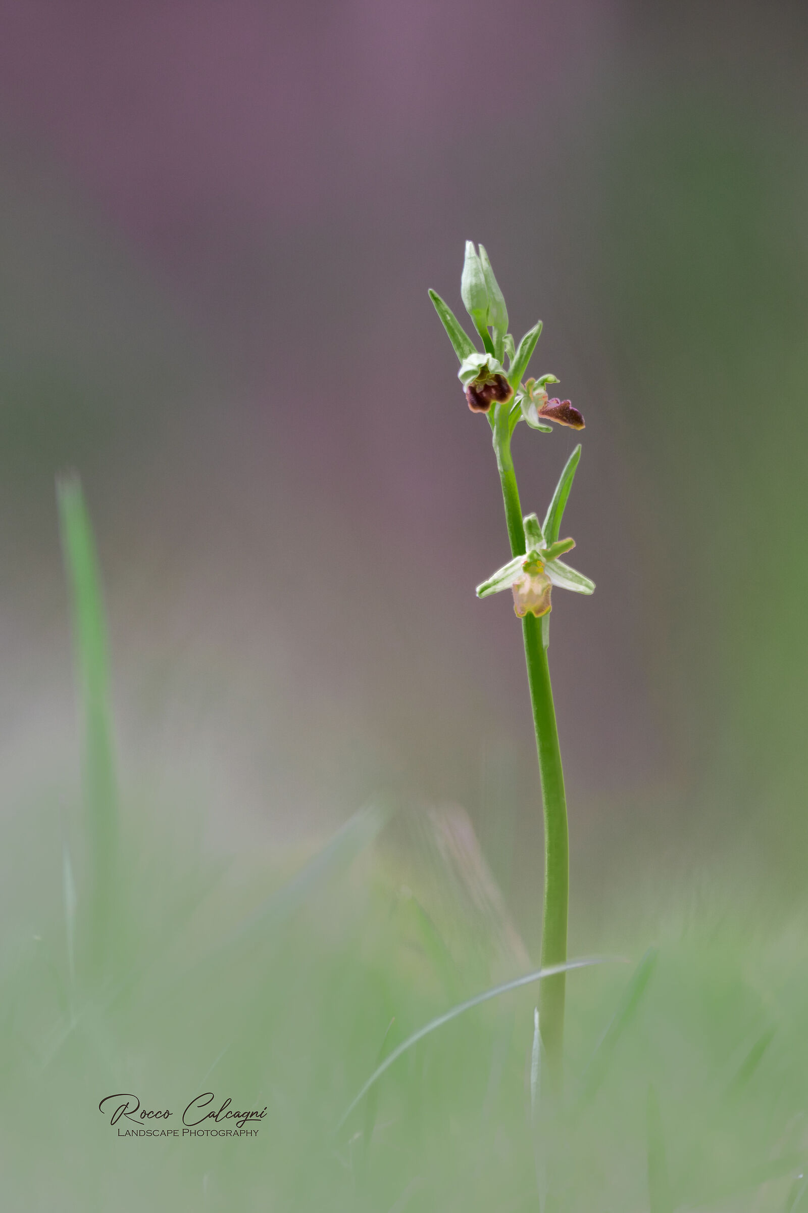 Classic Ophrys #2