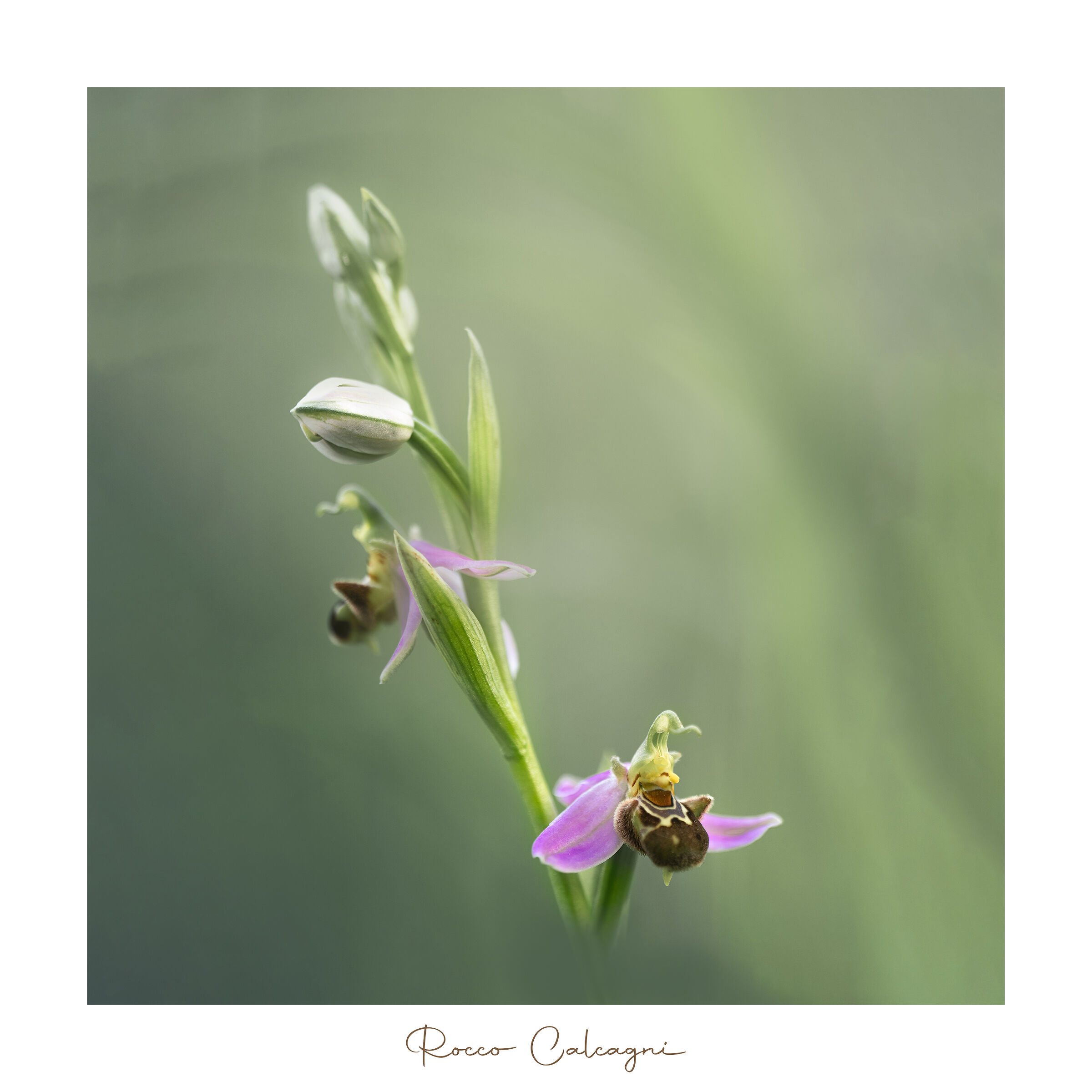 Ophrys apifera #1