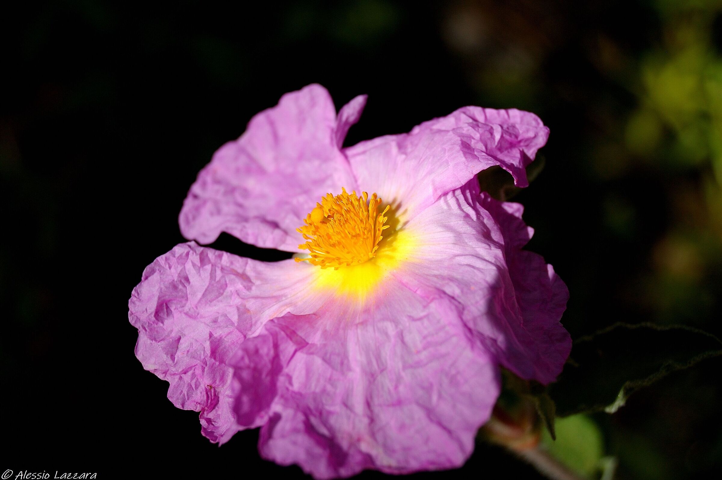 Pink flower