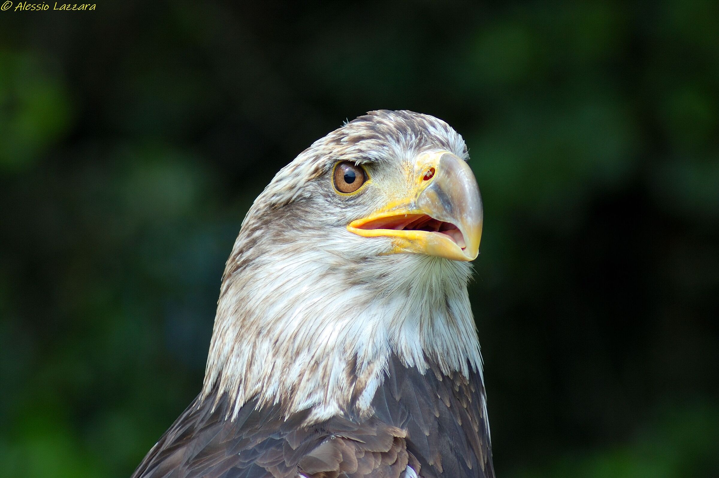 Aquila di mare testabianca