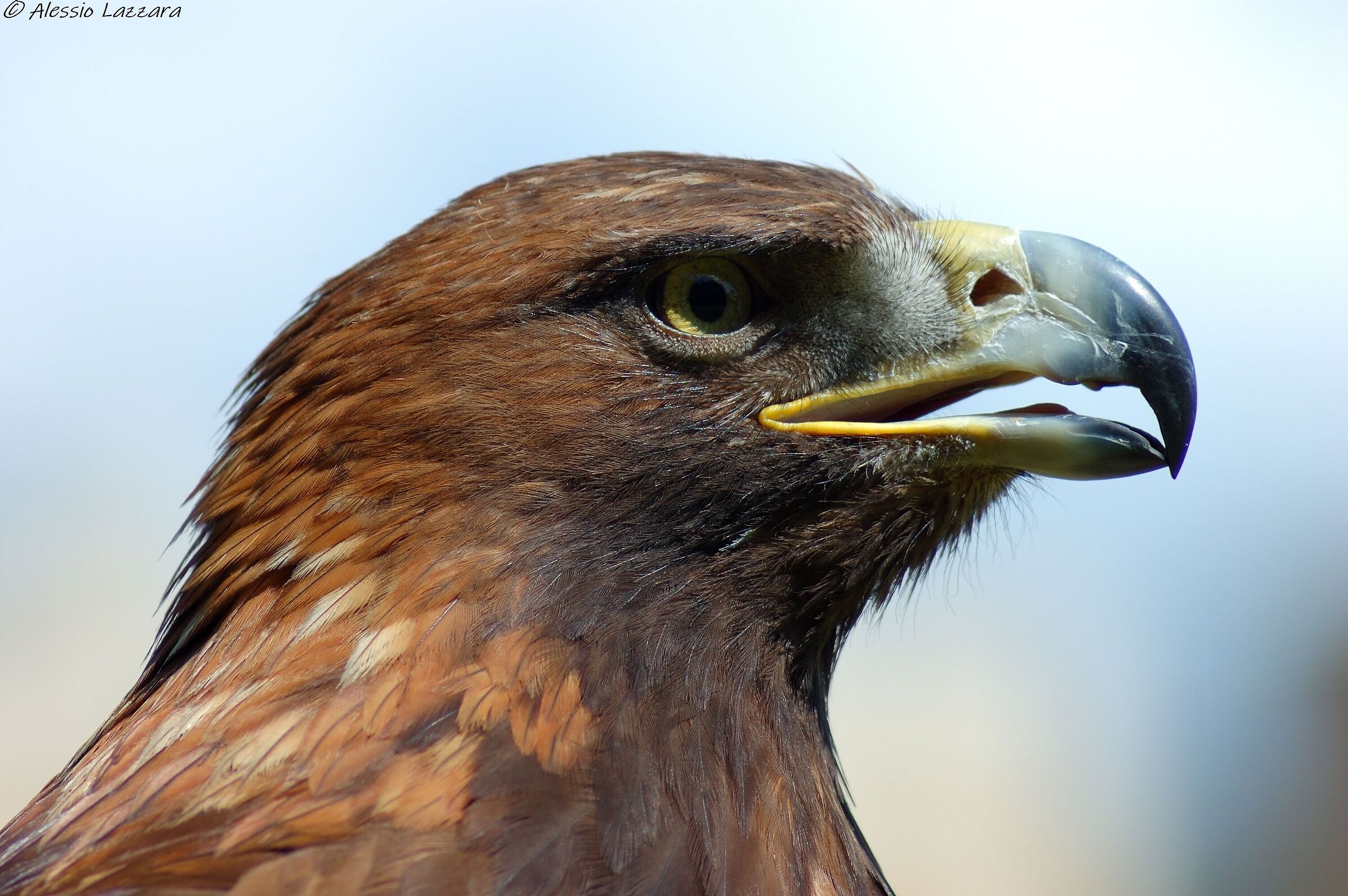 Aquila reale