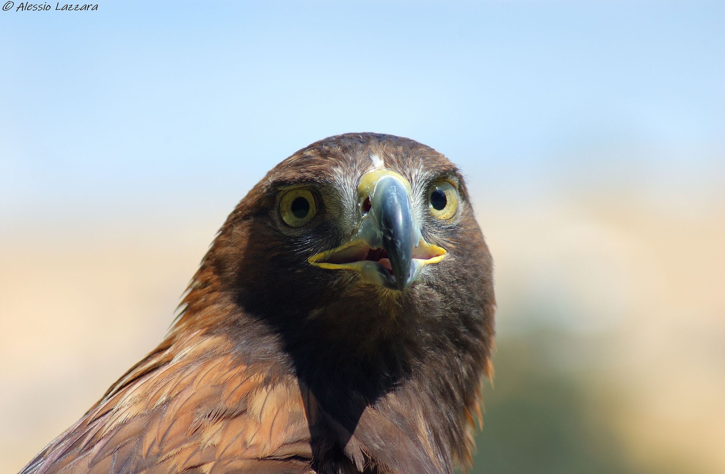 Aquila reale 2
