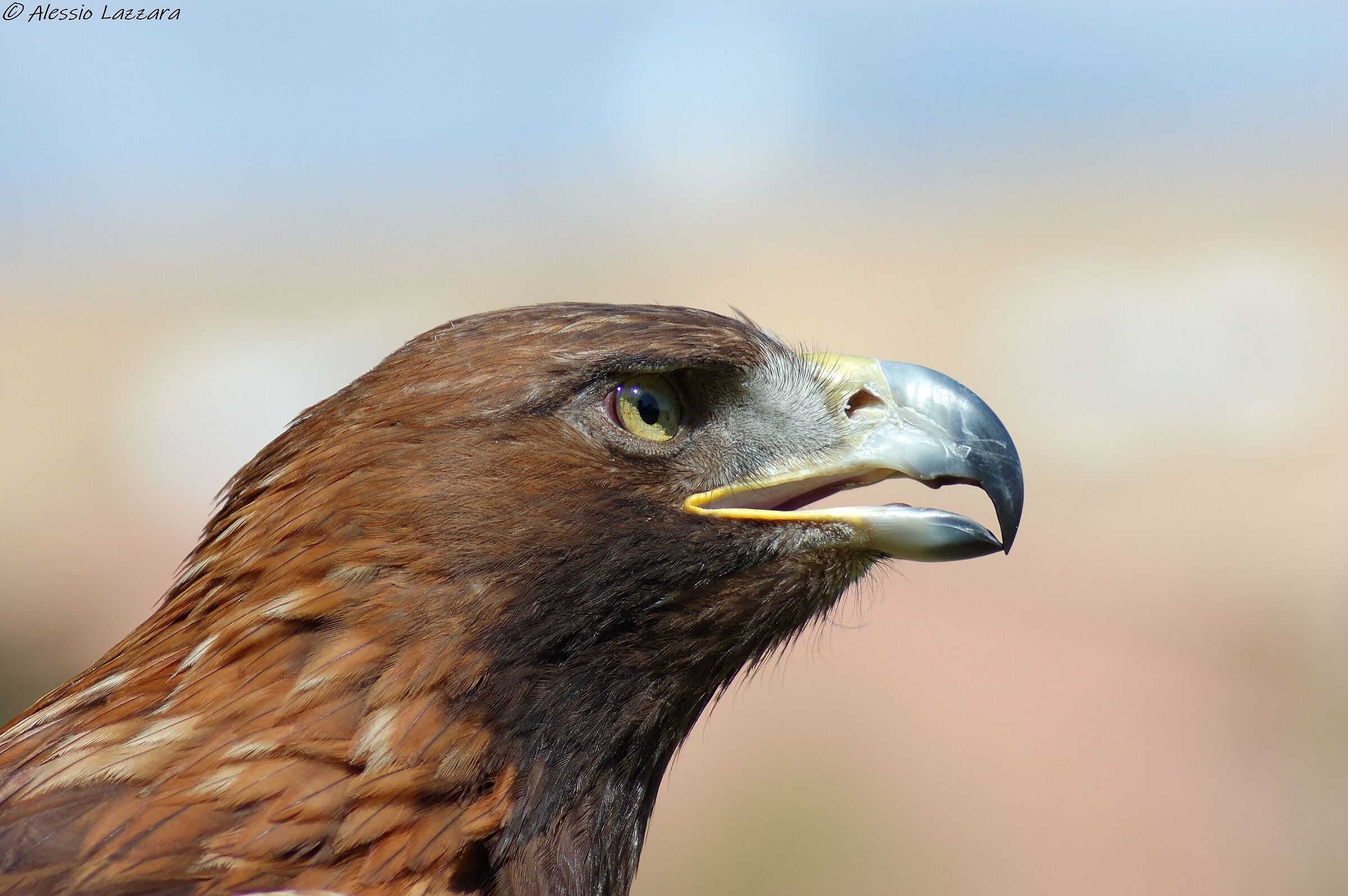 Aquila reale 3