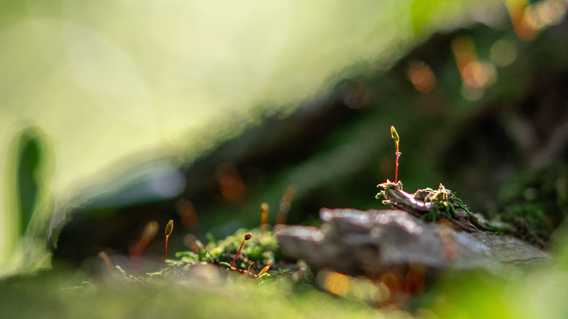 Little Worlds 4