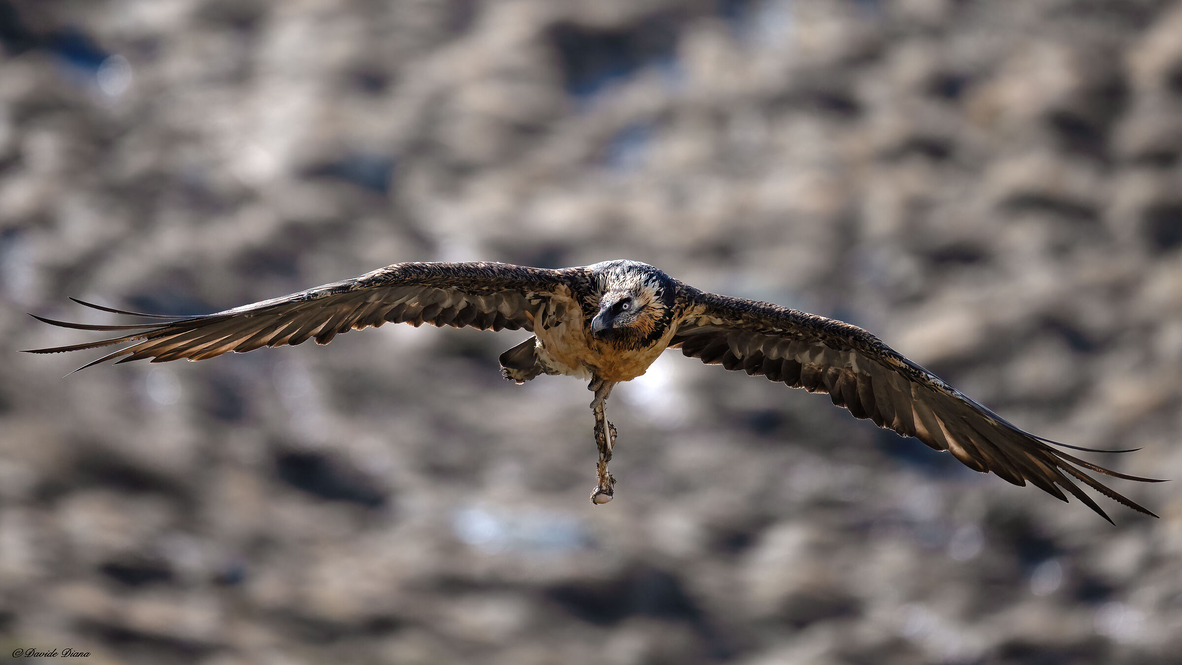 Gypaetus barbatus - Gran Paradiso National Park
