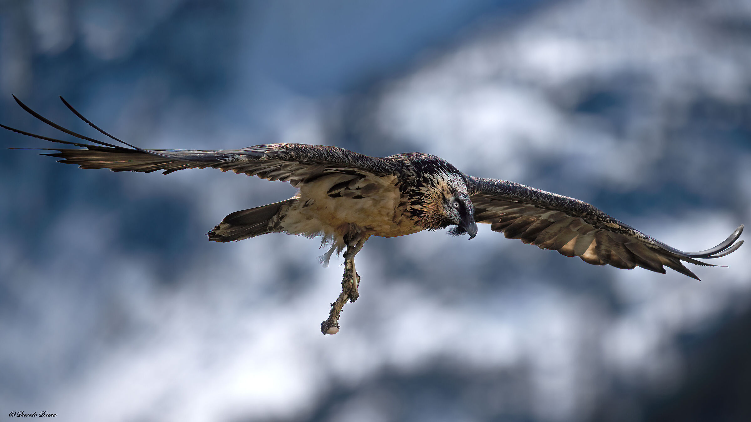 Gypaetus barbatus - Gran Paradiso National Park
