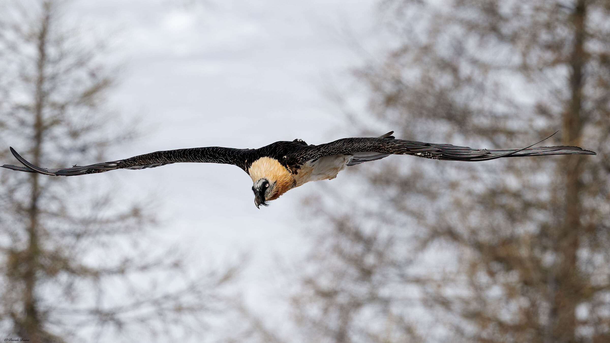 Gypaetus barbatus - Gran Paradiso National Park