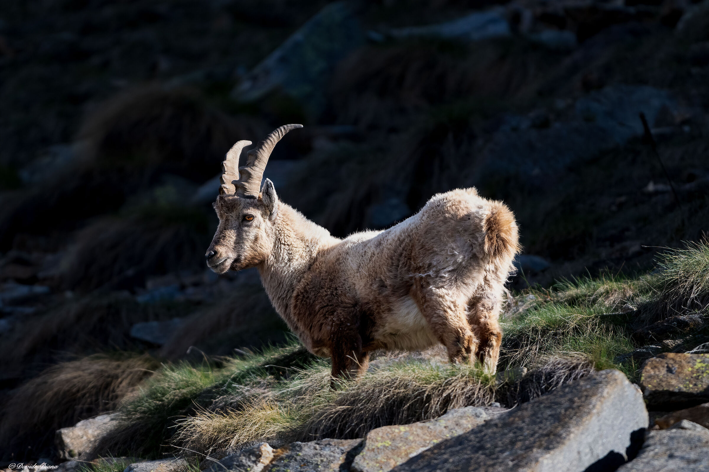 Ibex - Gran Paradiso National Park