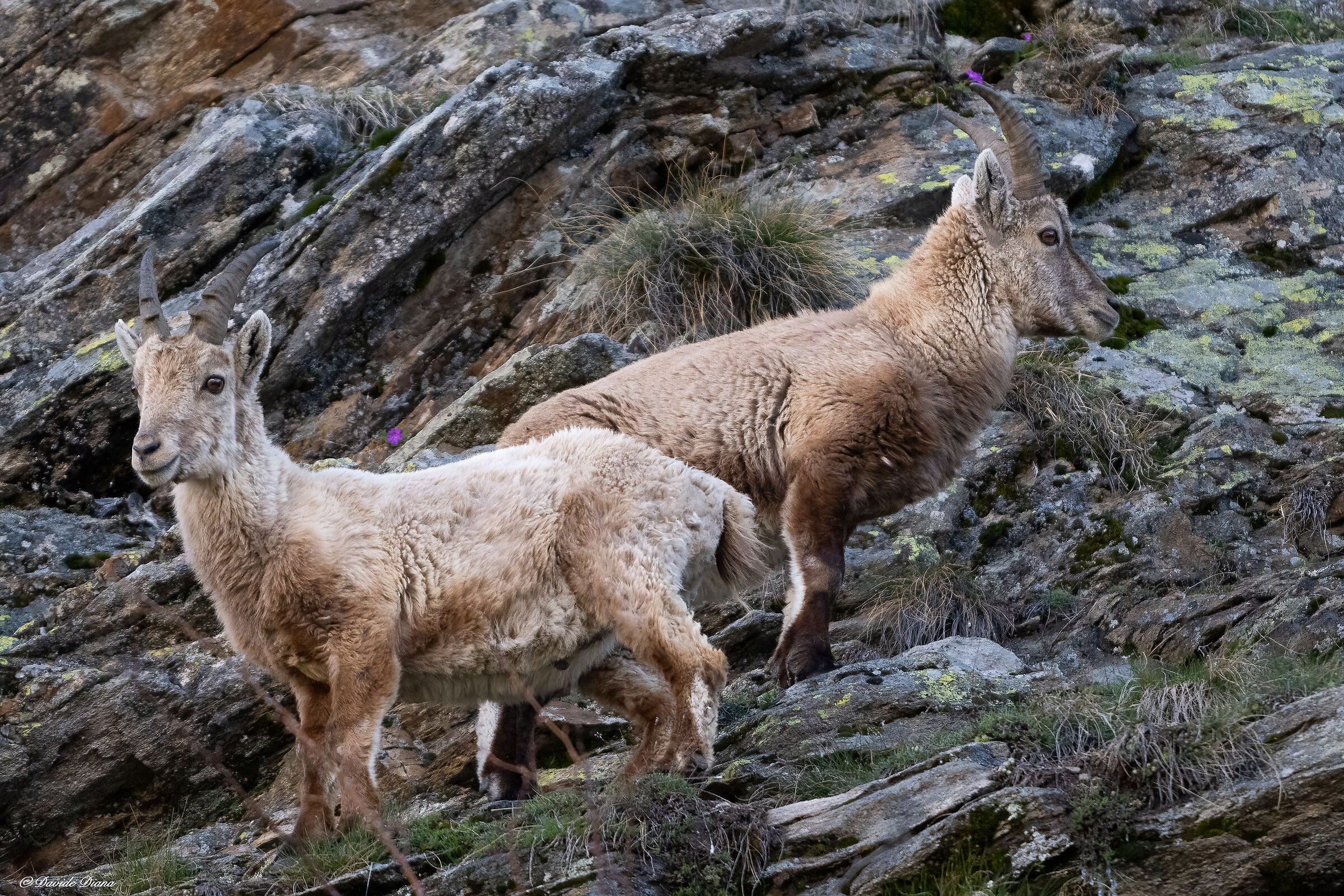 Ibex - Gran Paradiso National Park