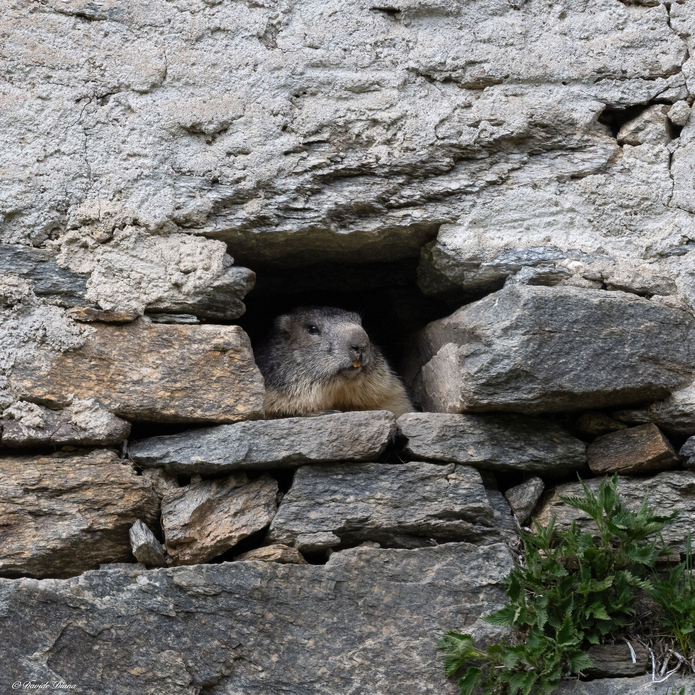 Marmot