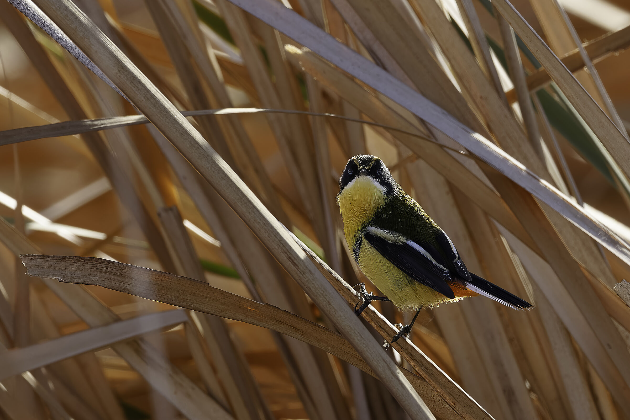 Tachuris rubrigastra (Settecolori)