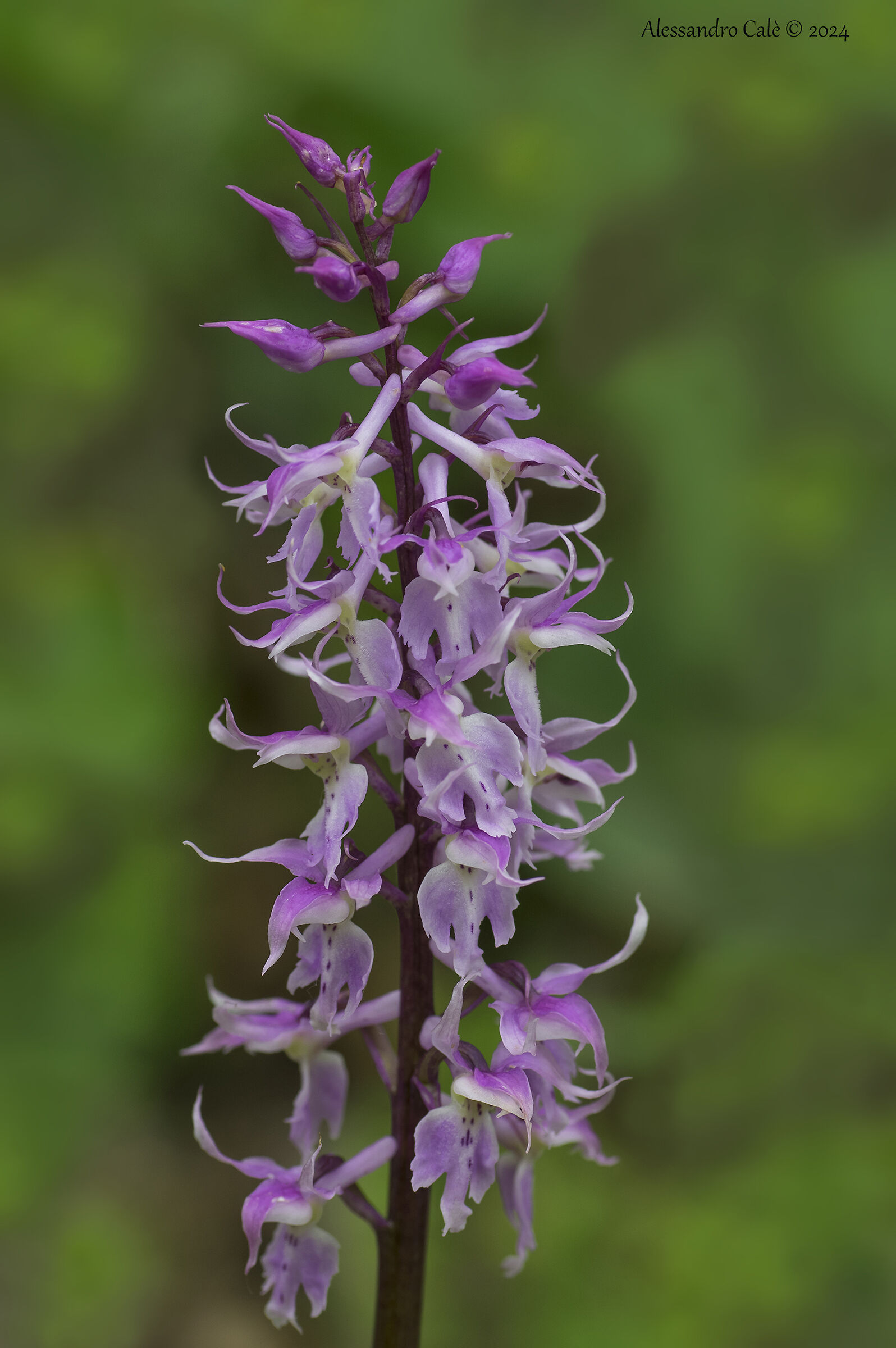 Orchis mascula subsp. speciosa 1437