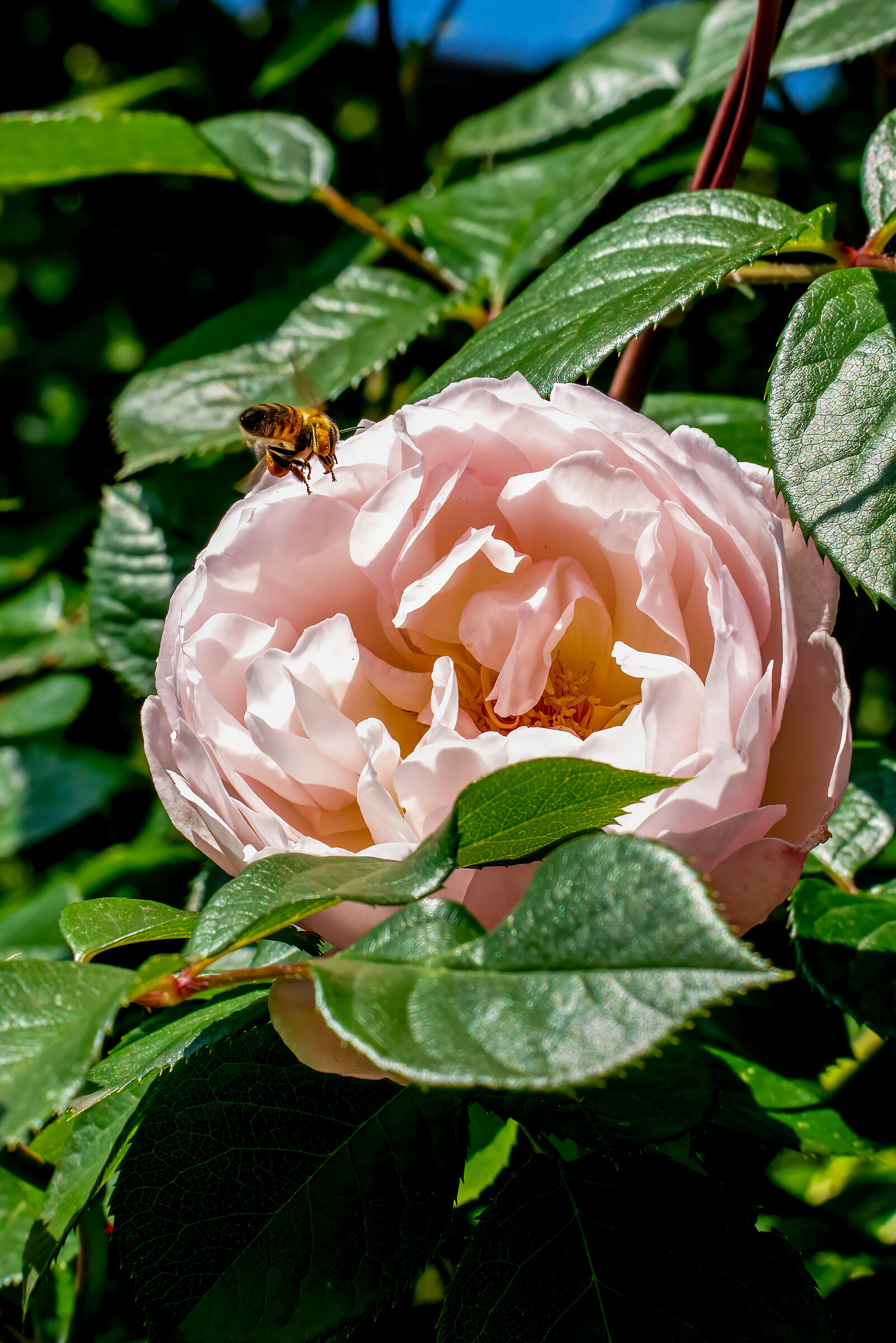 A wasp on a rose