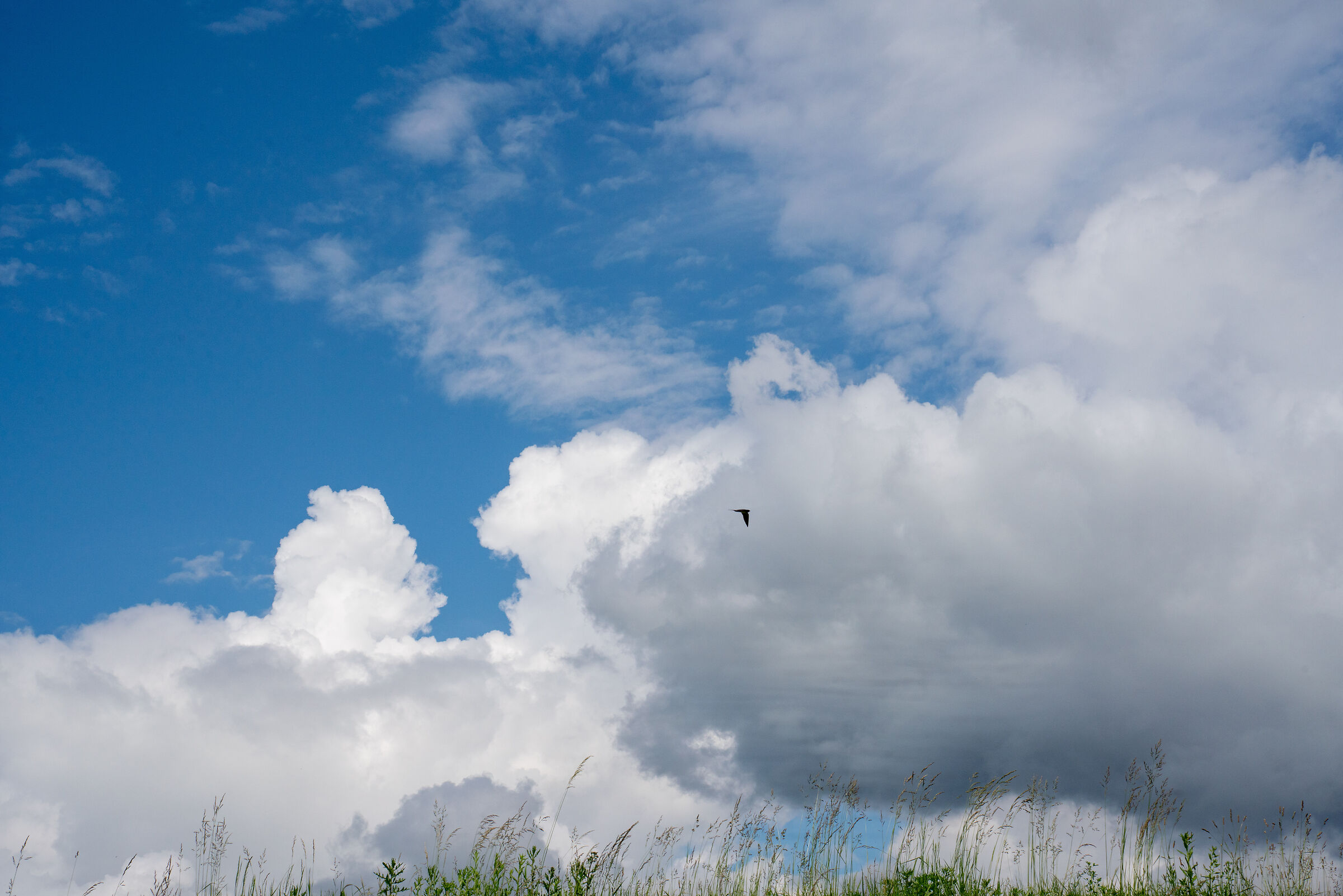 Pratp, clouds and swallows