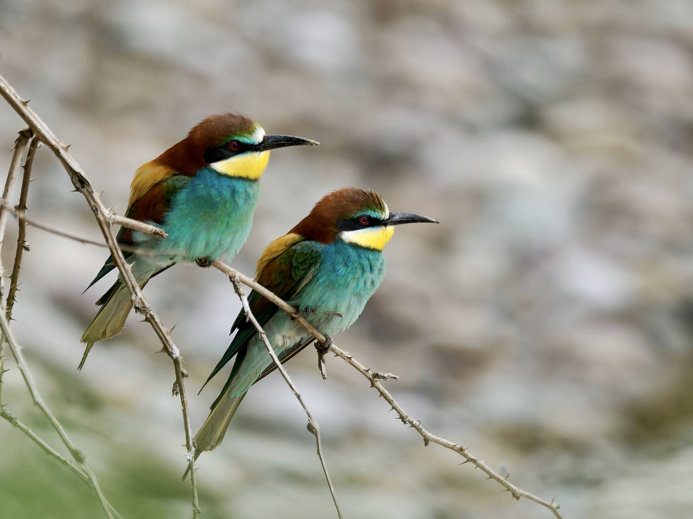 Bee-eaters
