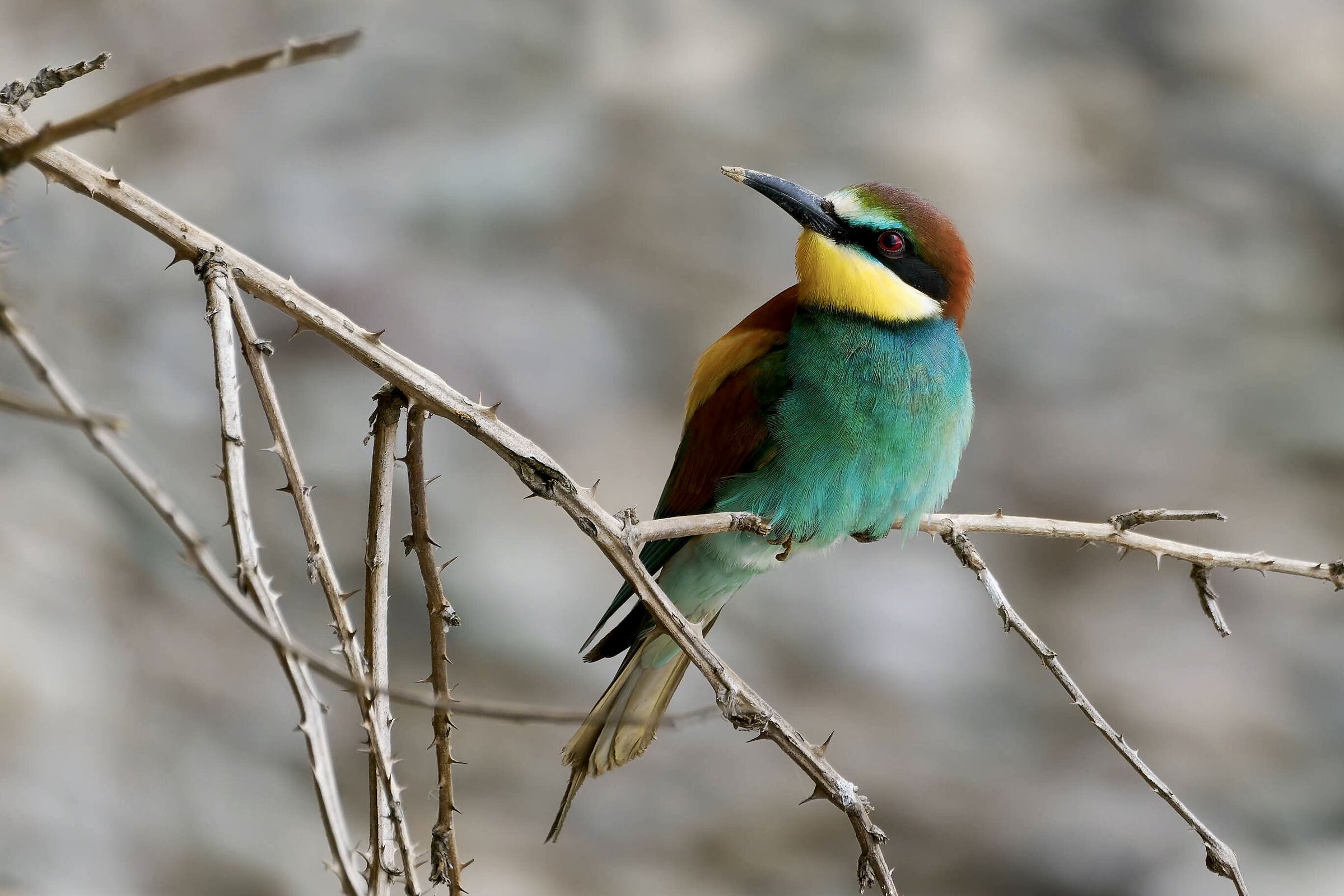 Bee-eater