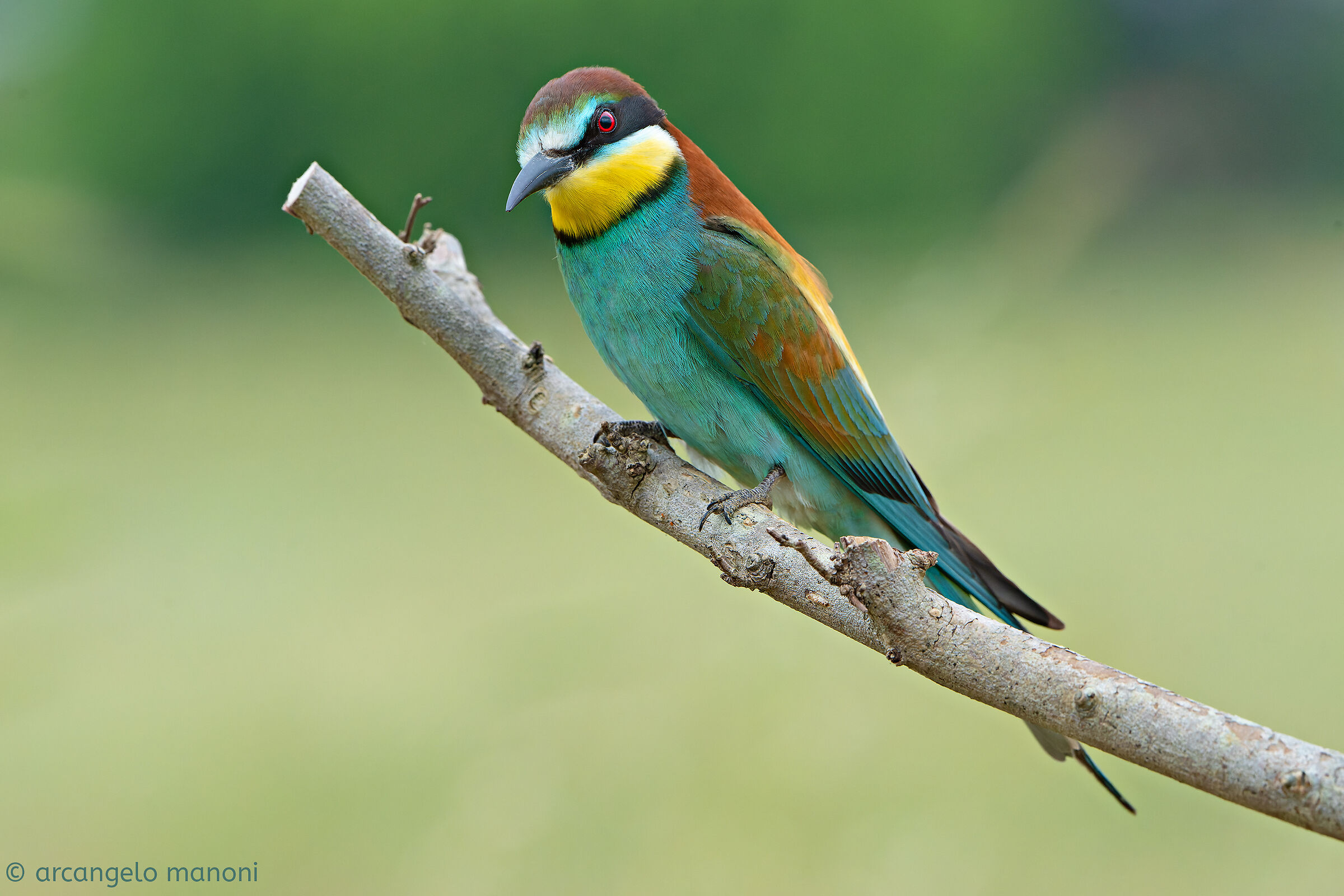 Il signore dei colori