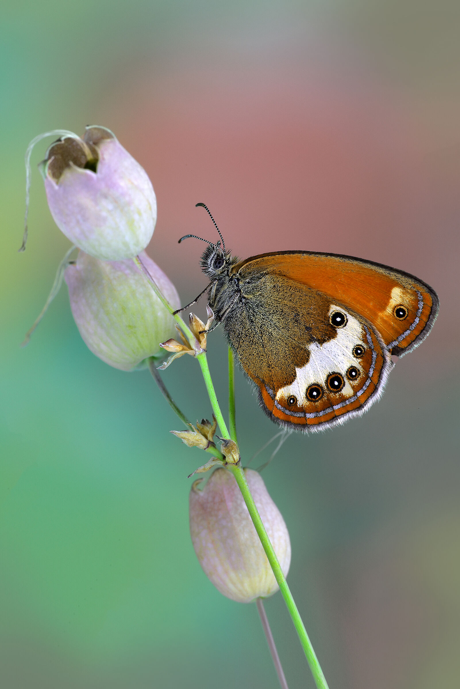 Coenonympha arcania
