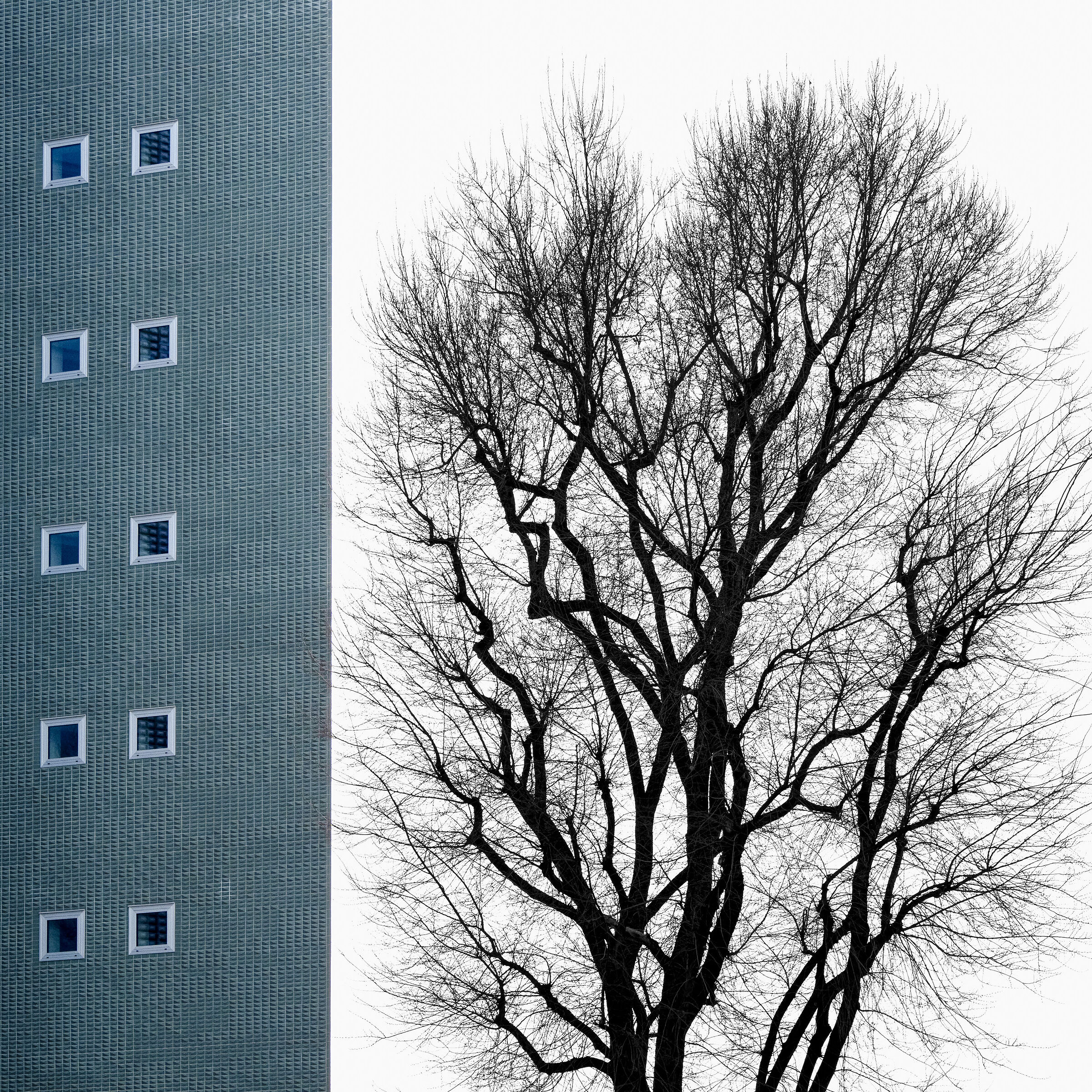 Alberi in città - 1