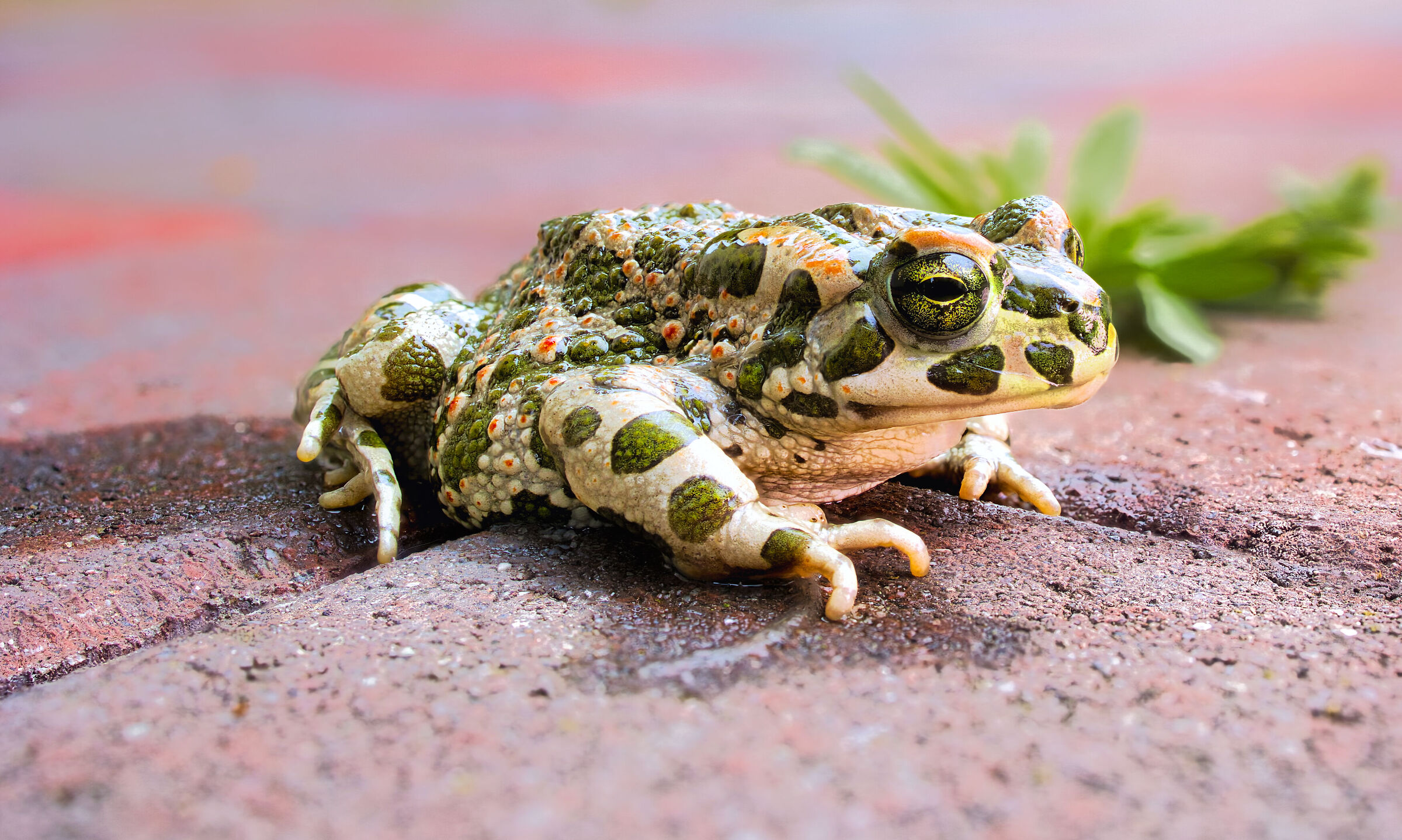 House Frog