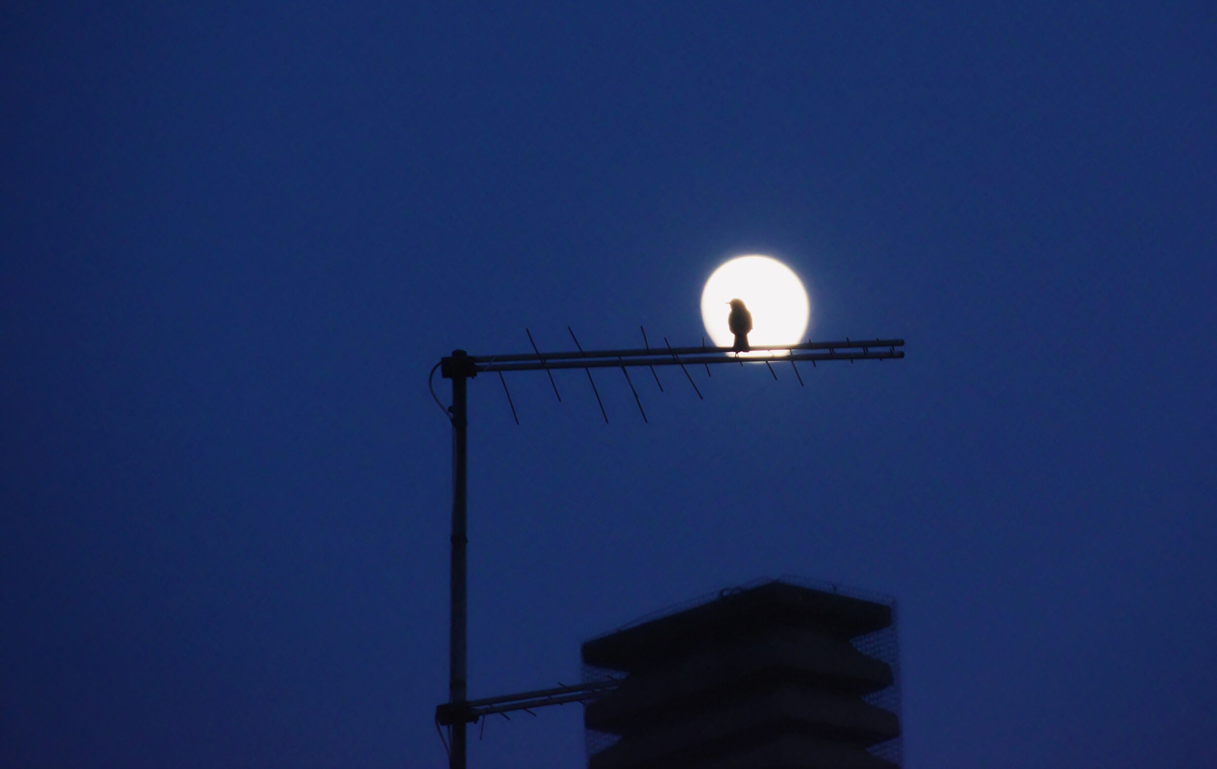 Blackbird's song to the moon