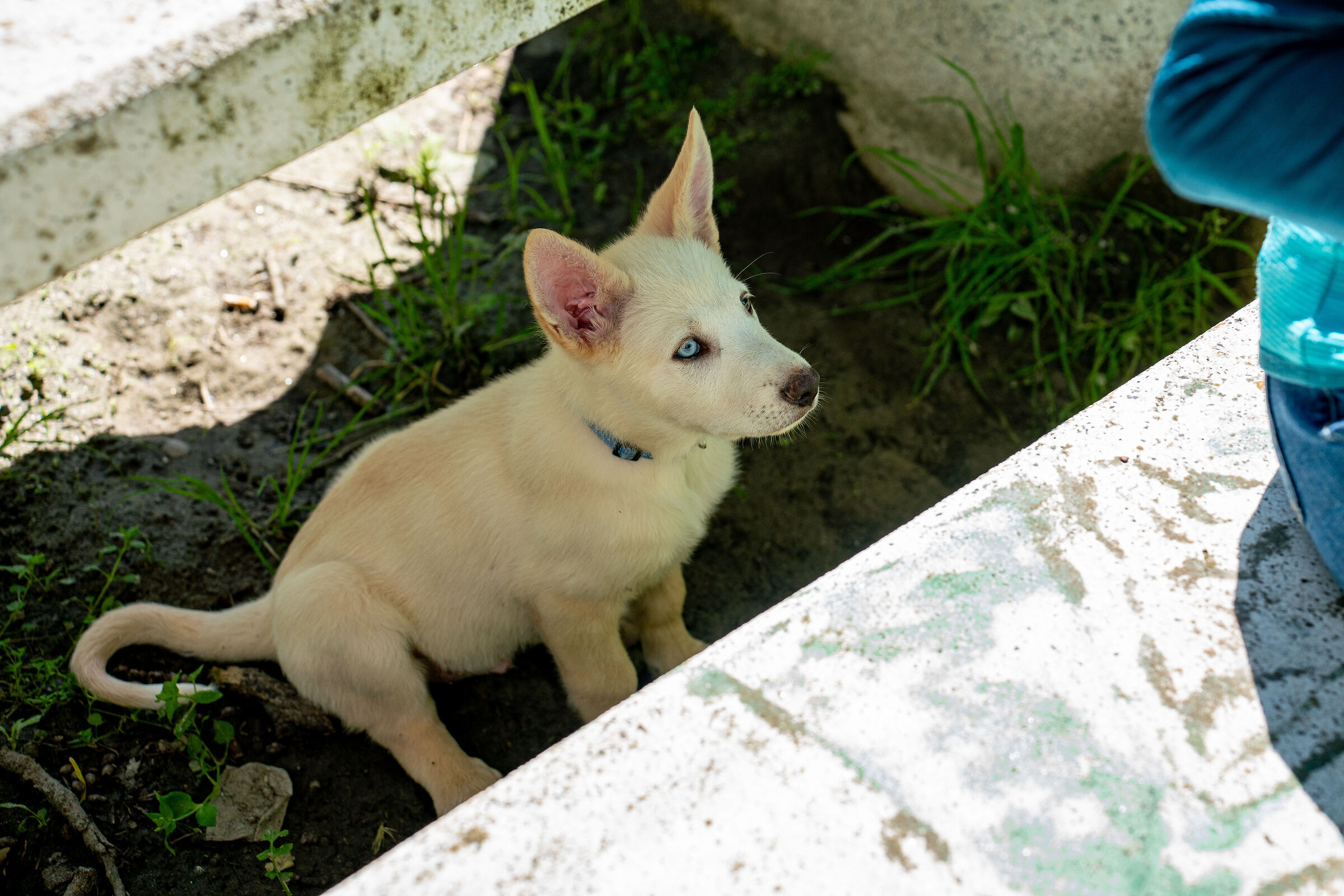 The puppy Elijah