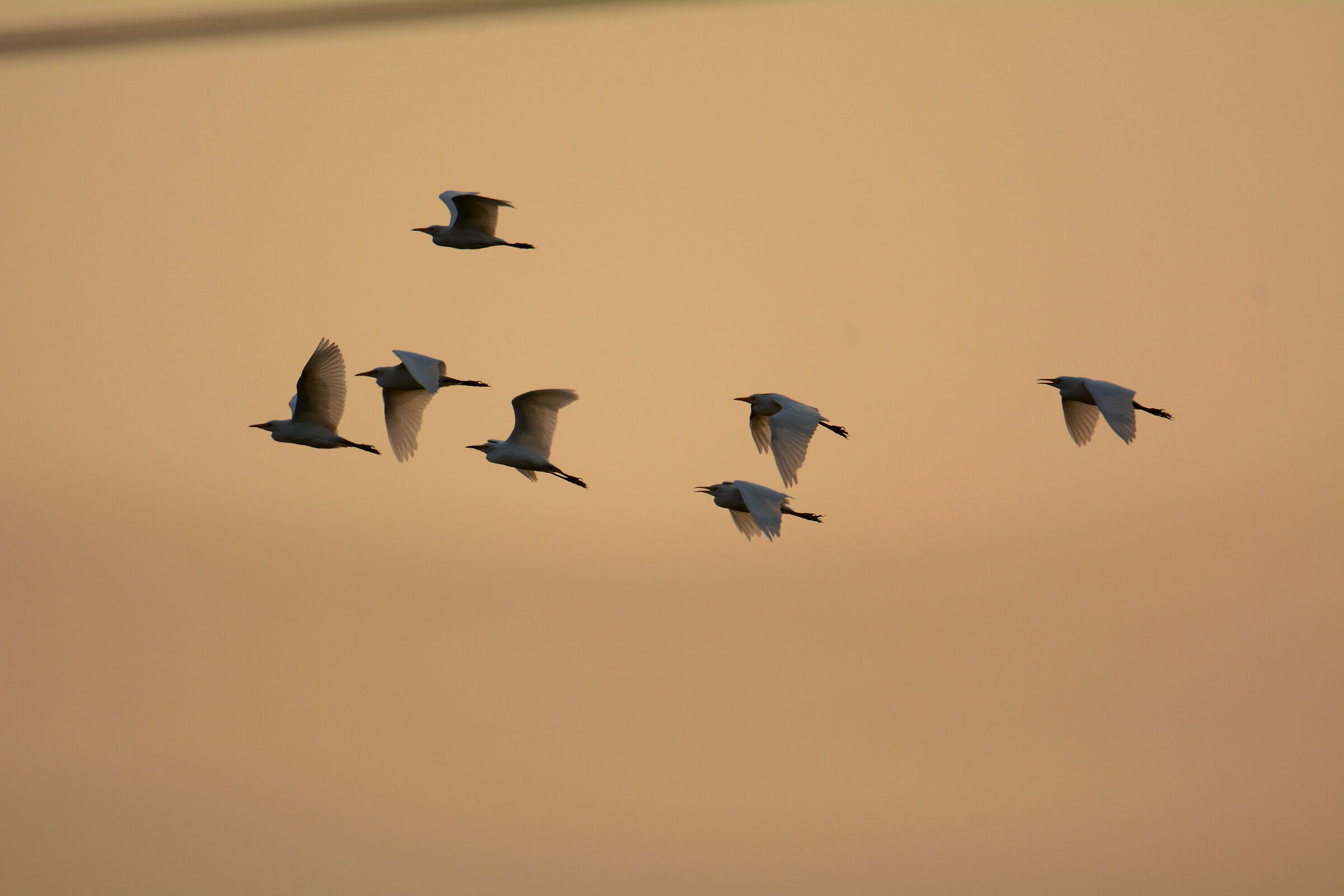 Il rientro delle Garzette