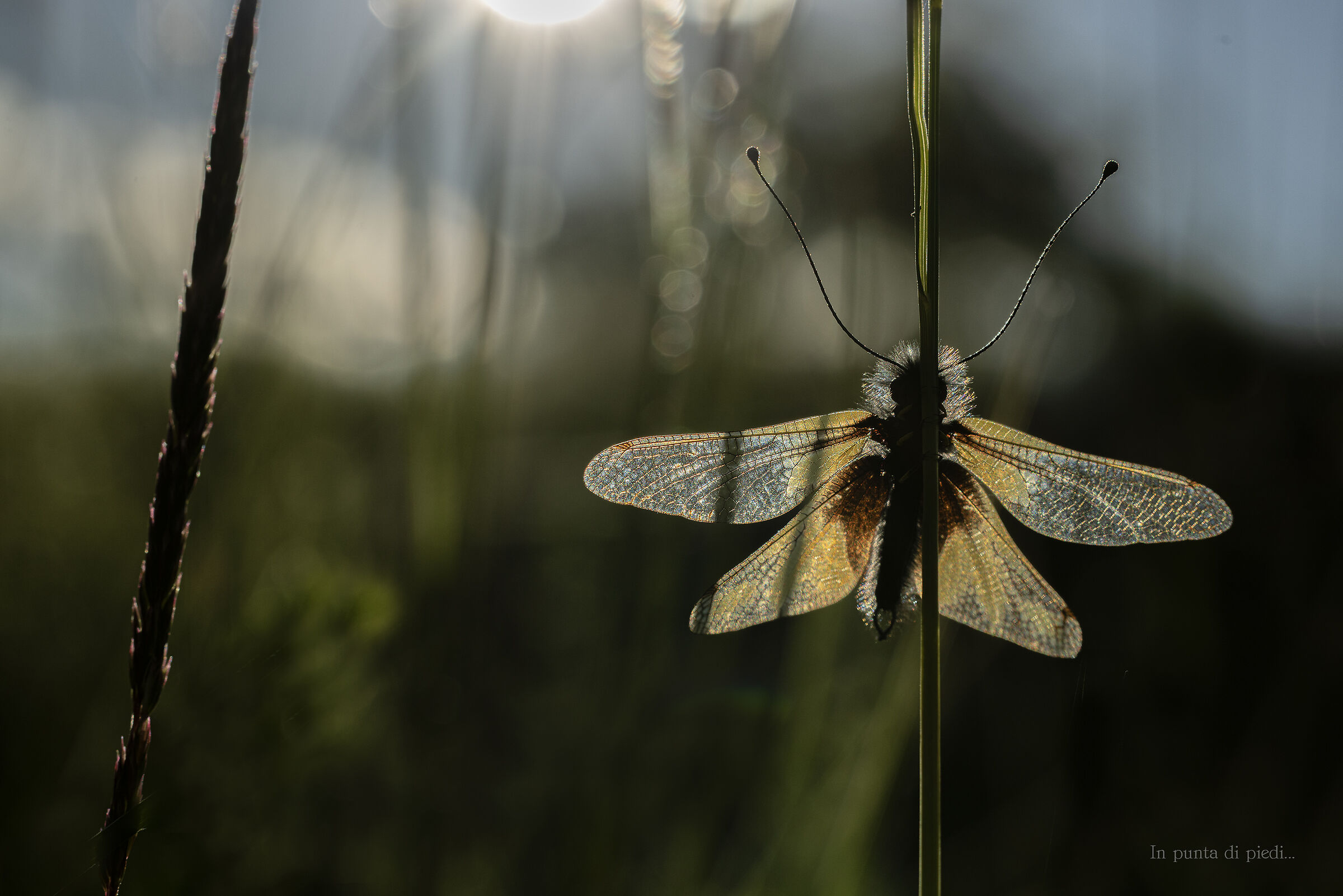 Owly sulphur - Libelloides coccajus - back-lit by sunli